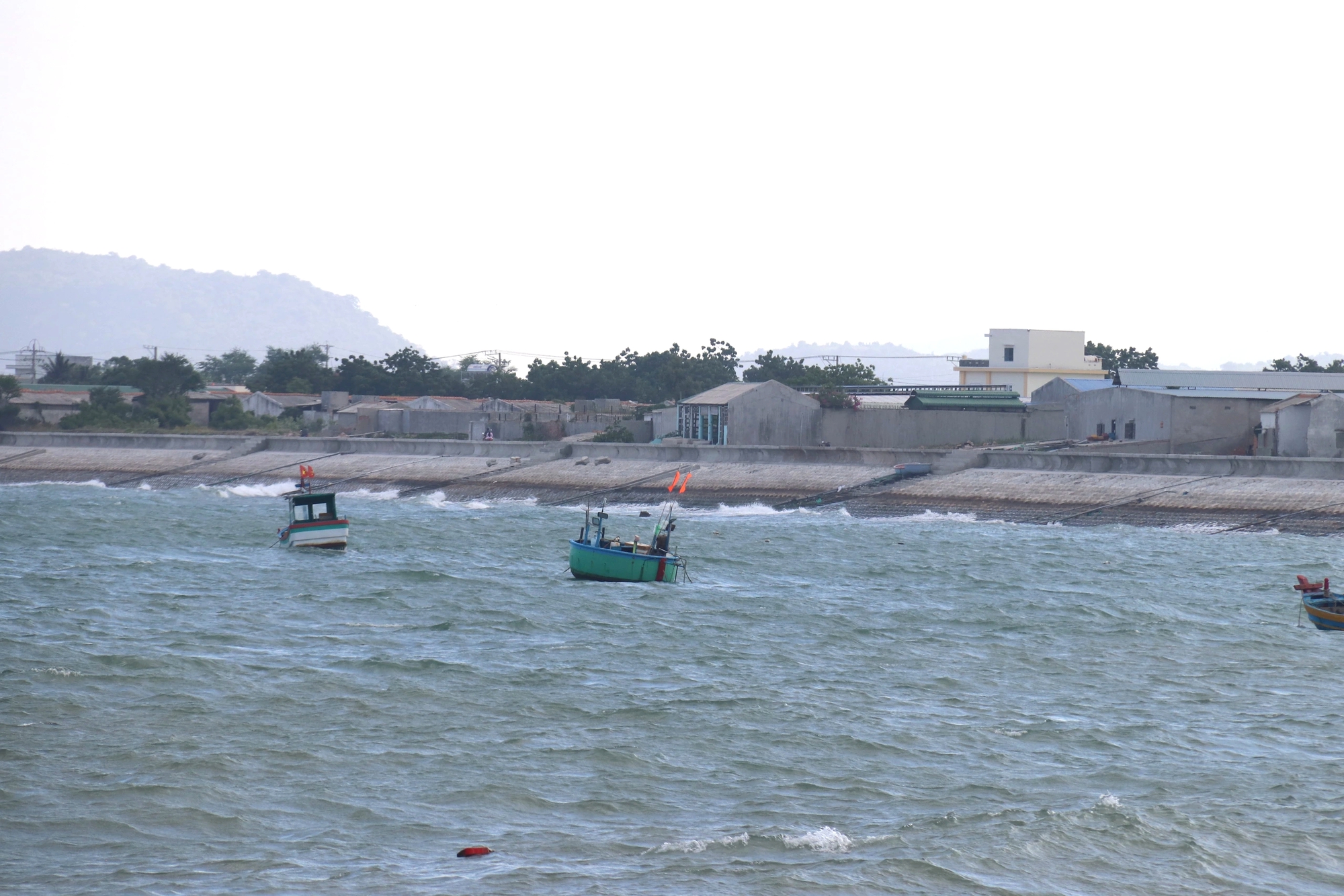 Sở KH-CN Lâm Đồng nói về việc dừng dự án "chỉ dẫn địa lý tôm Bình Thuận"? - Ảnh 1.