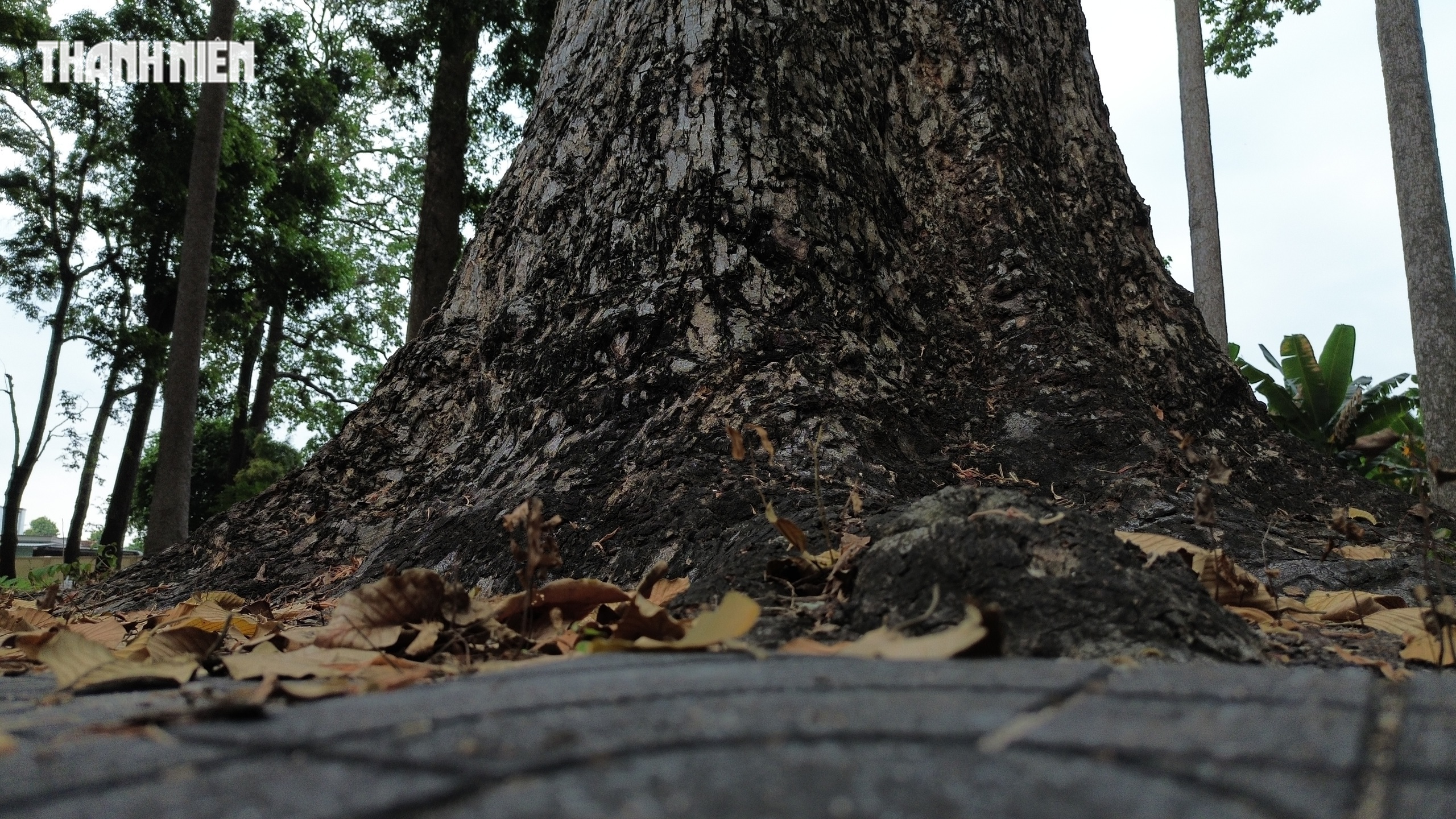 TP.HCM: Đừng bỏ hoang tường thành cổ hàng trăm năm tuổi trong đình thần Long Điền - Ảnh 11.