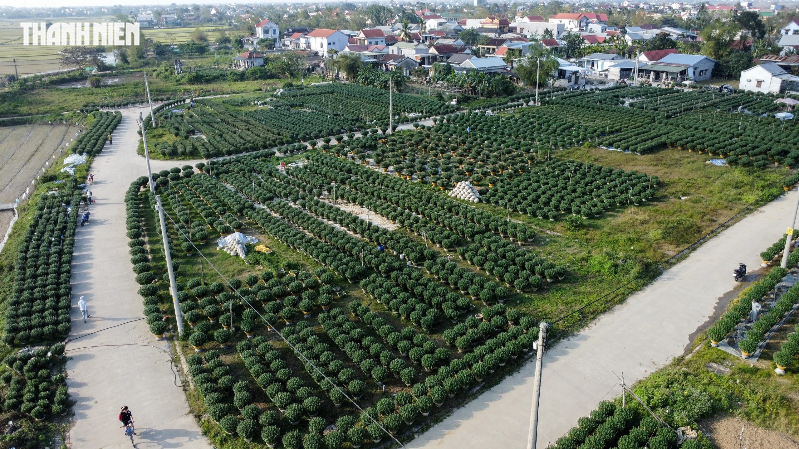 - Ảnh 1. Ăn cơm đứng, thắp đèn trắng đêm chăm hoa: Câu chuyện hồi sinh ở làng Vân Thê - Ảnh 1.