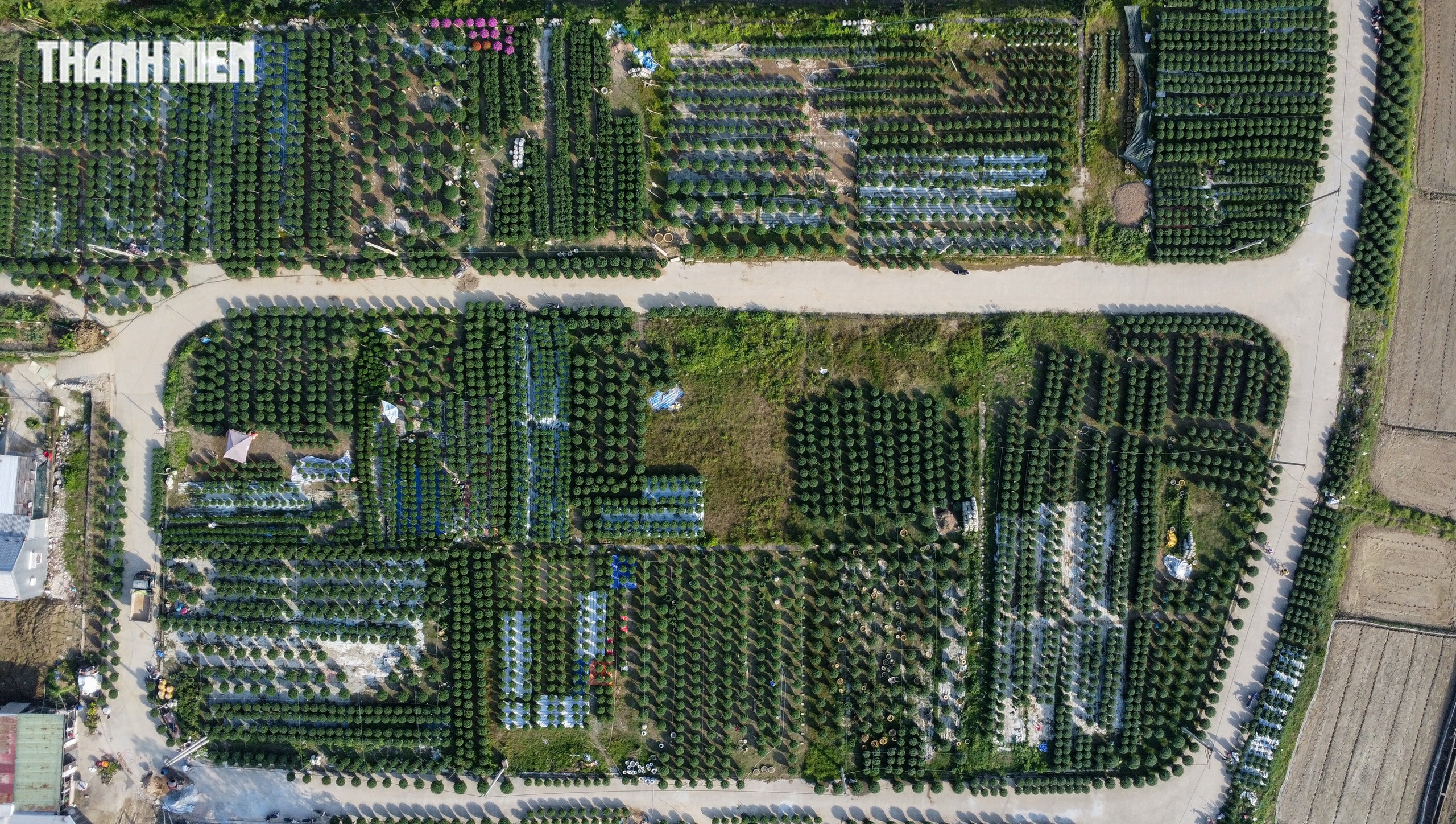 - Ảnh 3. Ăn cơm đứng, thắp đèn trắng đêm chăm hoa: Câu chuyện hồi sinh ở làng Vân Thê - Ảnh 3.