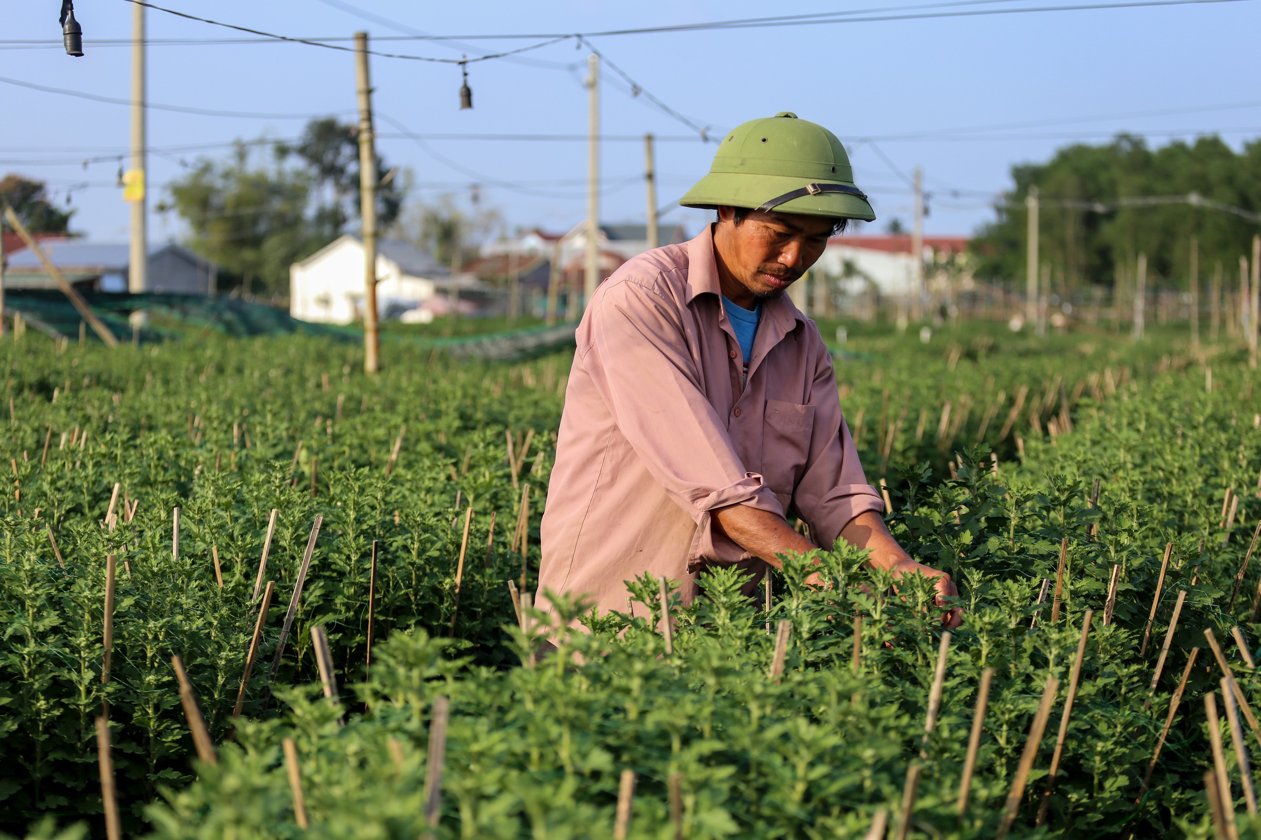 - Ảnh 2. Ăn cơm đứng, thắp đèn trắng đêm chăm hoa: Câu chuyện hồi sinh ở làng Vân Thê - Ảnh 2.