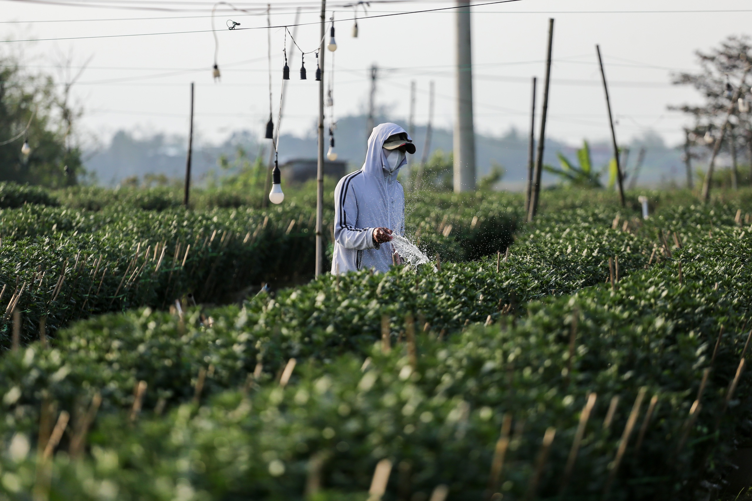 - Ảnh 5. - Ảnh 5.