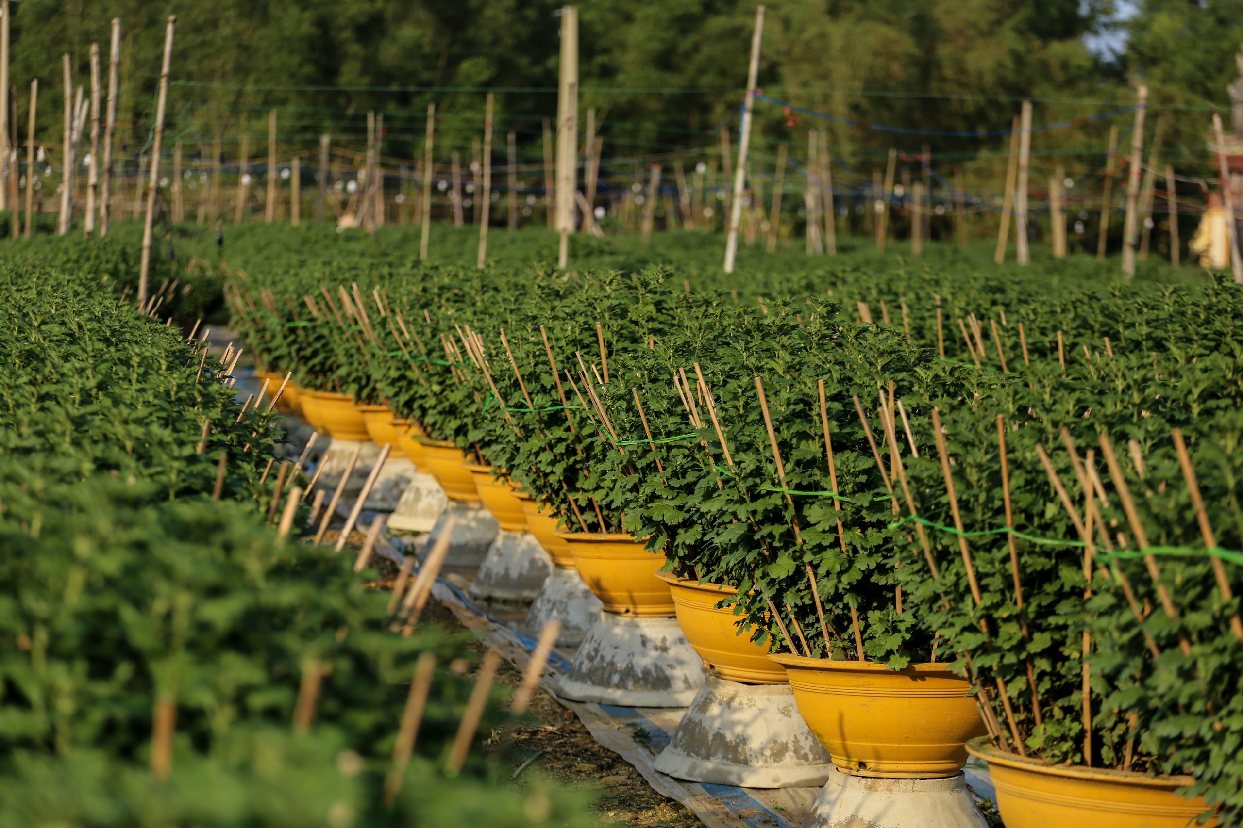 - Ảnh 8. - Ảnh 8.