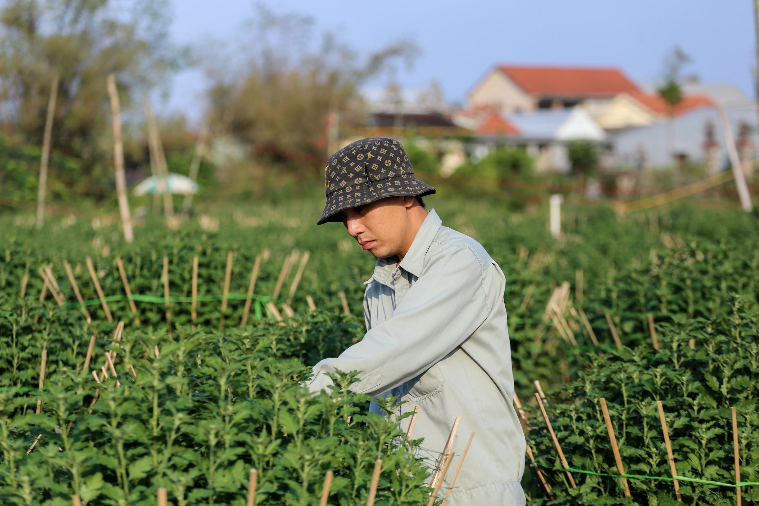 - Ảnh 4. - Ảnh 4.