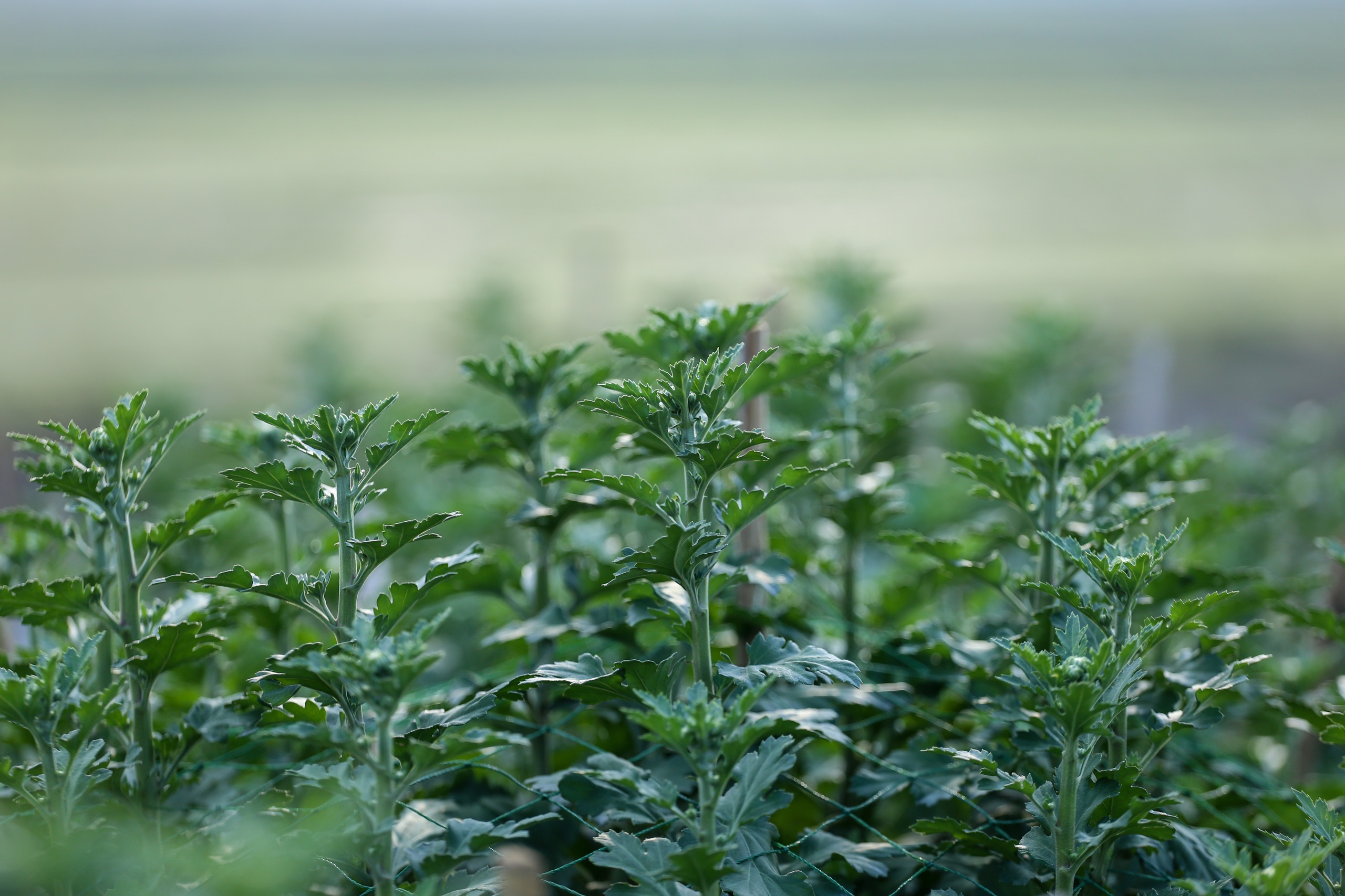 - Ảnh 7. - Ảnh 7.