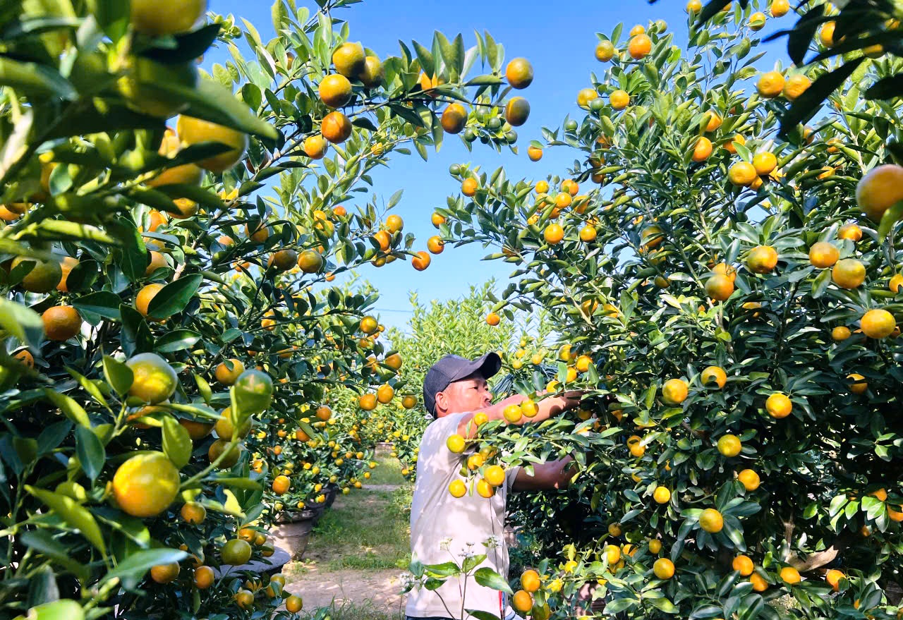 Thủ phủ quất cảnh miền Trung chờ tết: Thời tiết thất thường và nỗi lo nhà vườn - Ảnh 6. Thủ phủ quất cảnh miền Trung chờ tết: Thời tiết thất thường và nỗi lo nhà vườn - Ảnh 6.