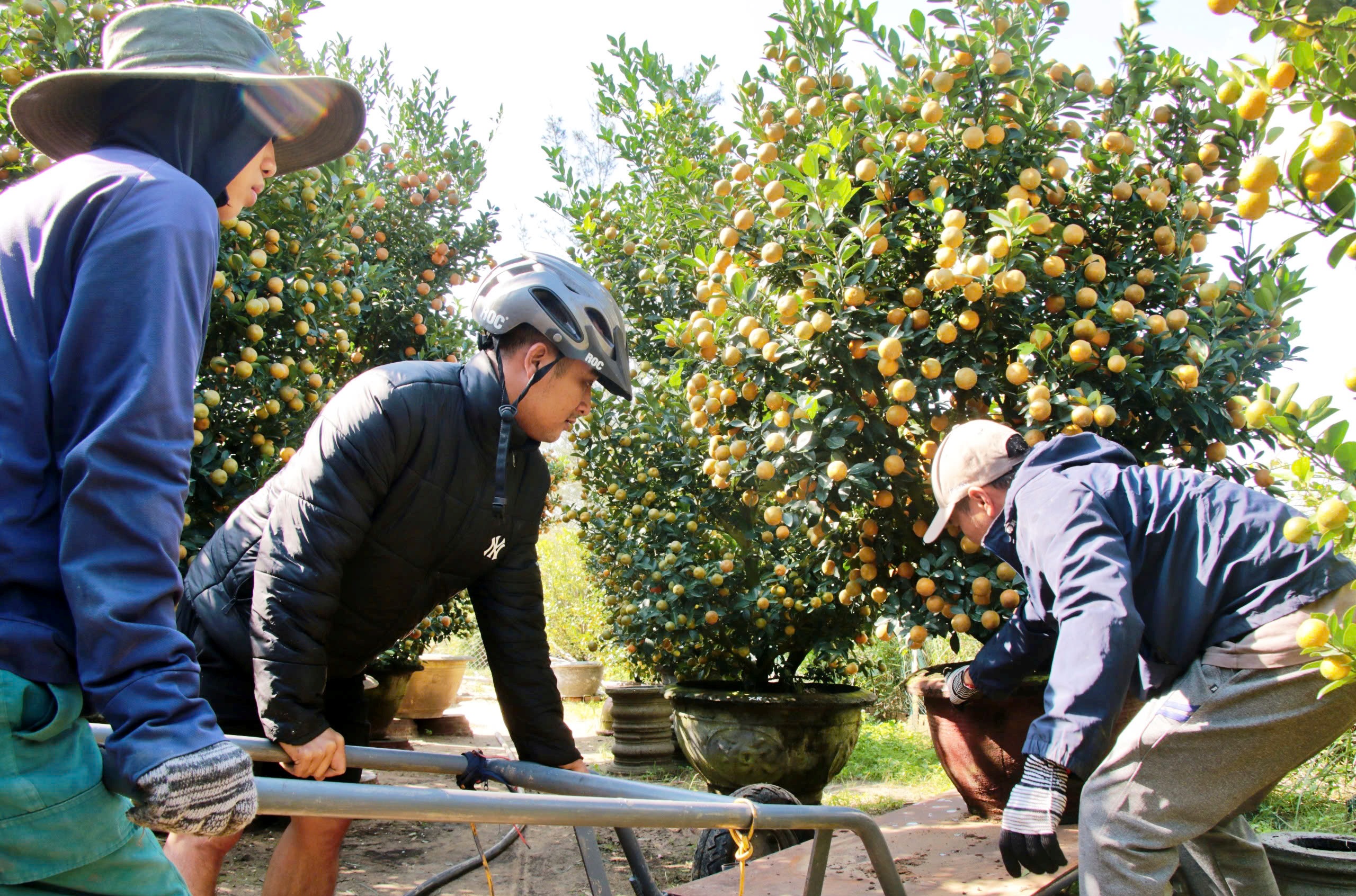 Thủ phủ quất cảnh miền Trung chờ tết: Thời tiết thất thường và nỗi lo nhà vườn - Ảnh 3. Thủ phủ quất cảnh miền Trung chờ tết: Thời tiết thất thường và nỗi lo nhà vườn - Ảnh 3.