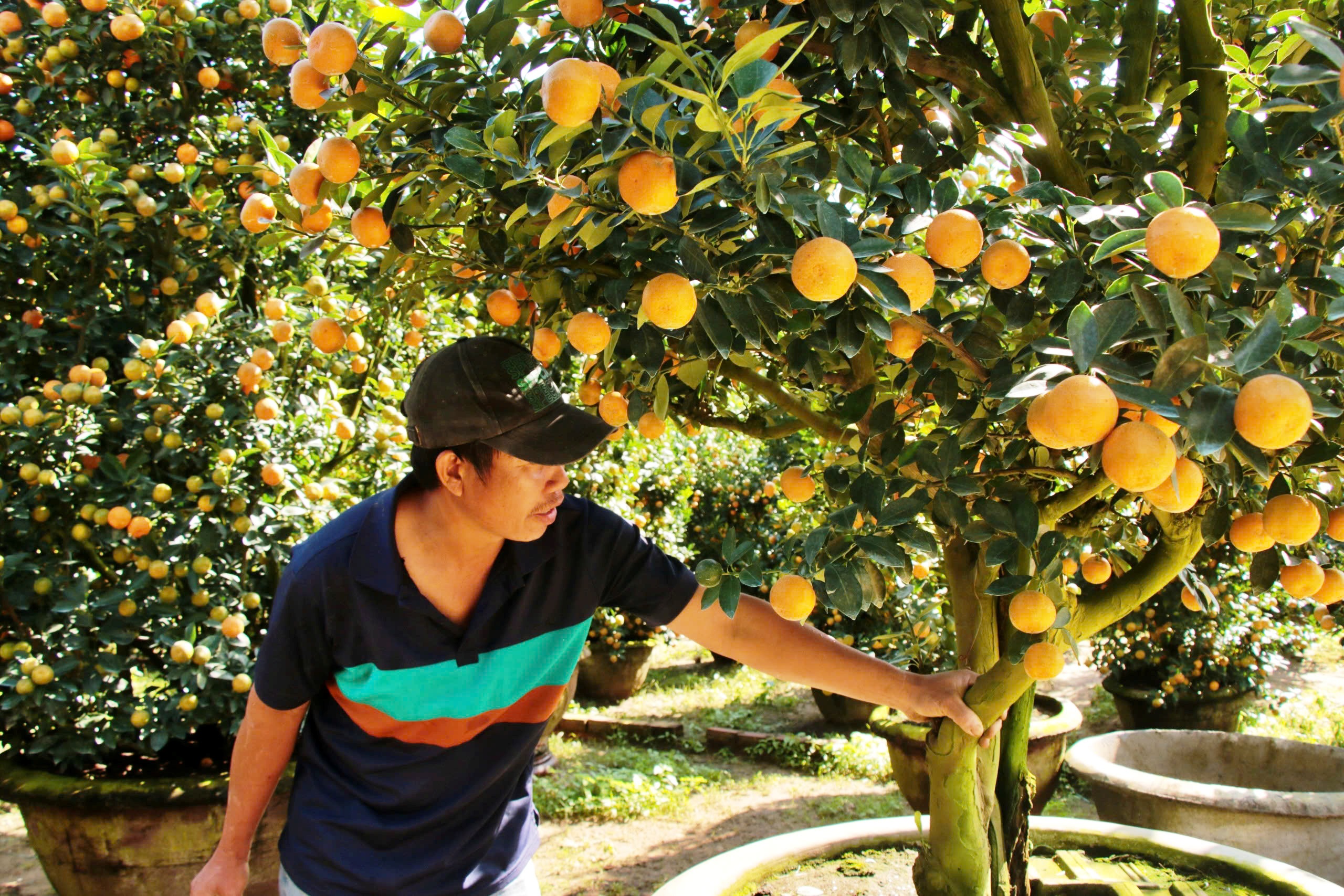 Thủ phủ quất cảnh miền Trung chờ tết: Thời tiết thất thường và nỗi lo nhà vườn - Ảnh 4. Thủ phủ quất cảnh miền Trung chờ tết: Thời tiết thất thường và nỗi lo nhà vườn - Ảnh 4.