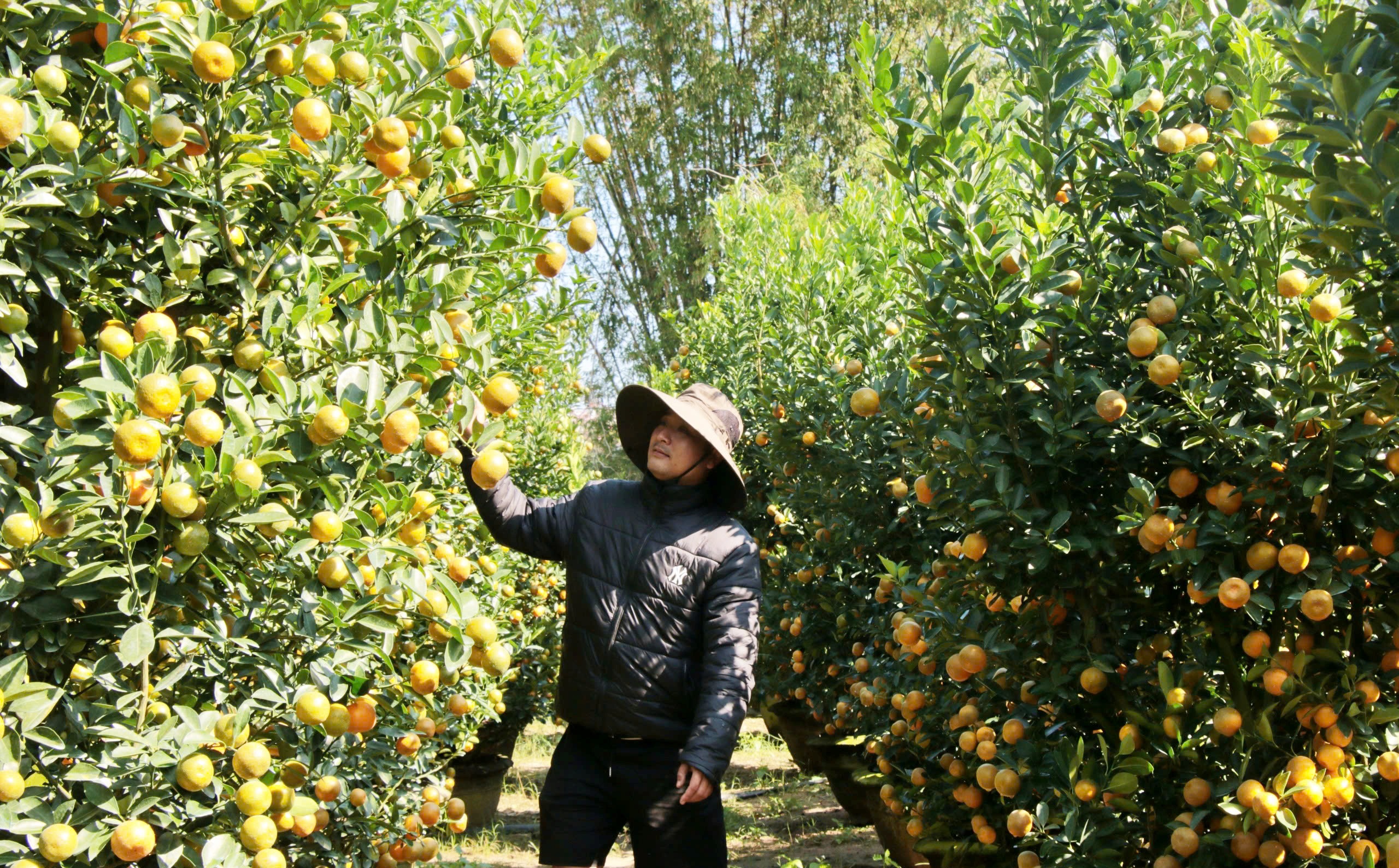 Thủ phủ quất cảnh miền Trung chờ tết: Thời tiết thất thường và nỗi lo nhà vườn - Ảnh 1. Thủ phủ quất cảnh miền Trung chờ tết: Thời tiết thất thường và nỗi lo nhà vườn - Ảnh 1.