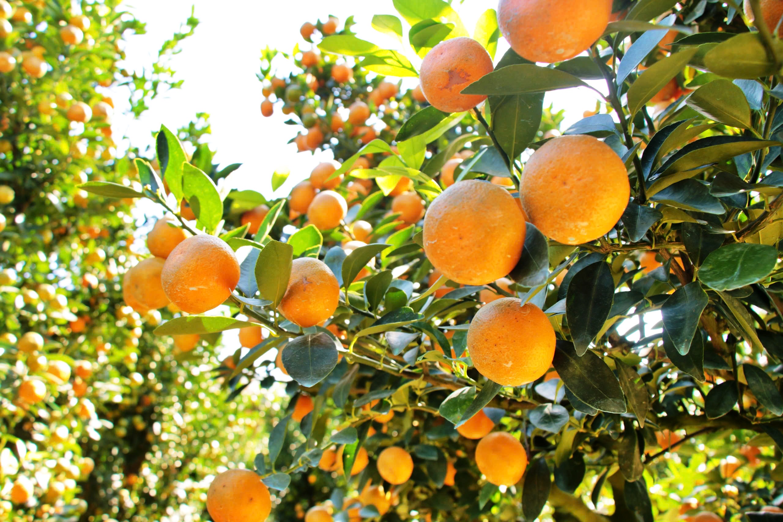 Thủ phủ quất cảnh miền Trung chờ tết: Thời tiết thất thường và nỗi lo nhà vườn - Ảnh 5. Thủ phủ quất cảnh miền Trung chờ tết: Thời tiết thất thường và nỗi lo nhà vườn - Ảnh 5.