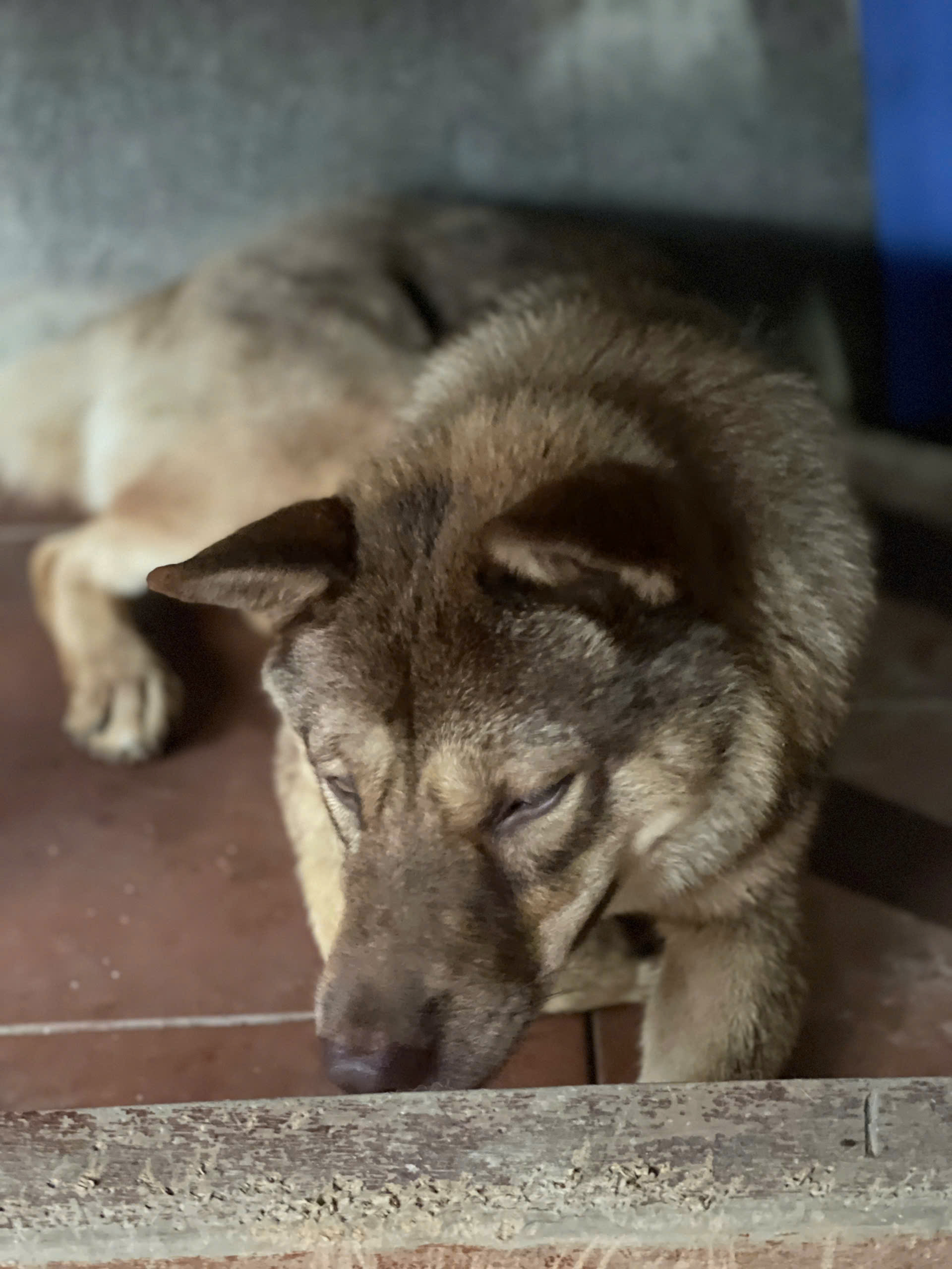 Chú chó 'chiếm sóng' khi nhảy cẫng cùng chủ ăn mừng bàn thắng của Đình Bắc - Ảnh 2.