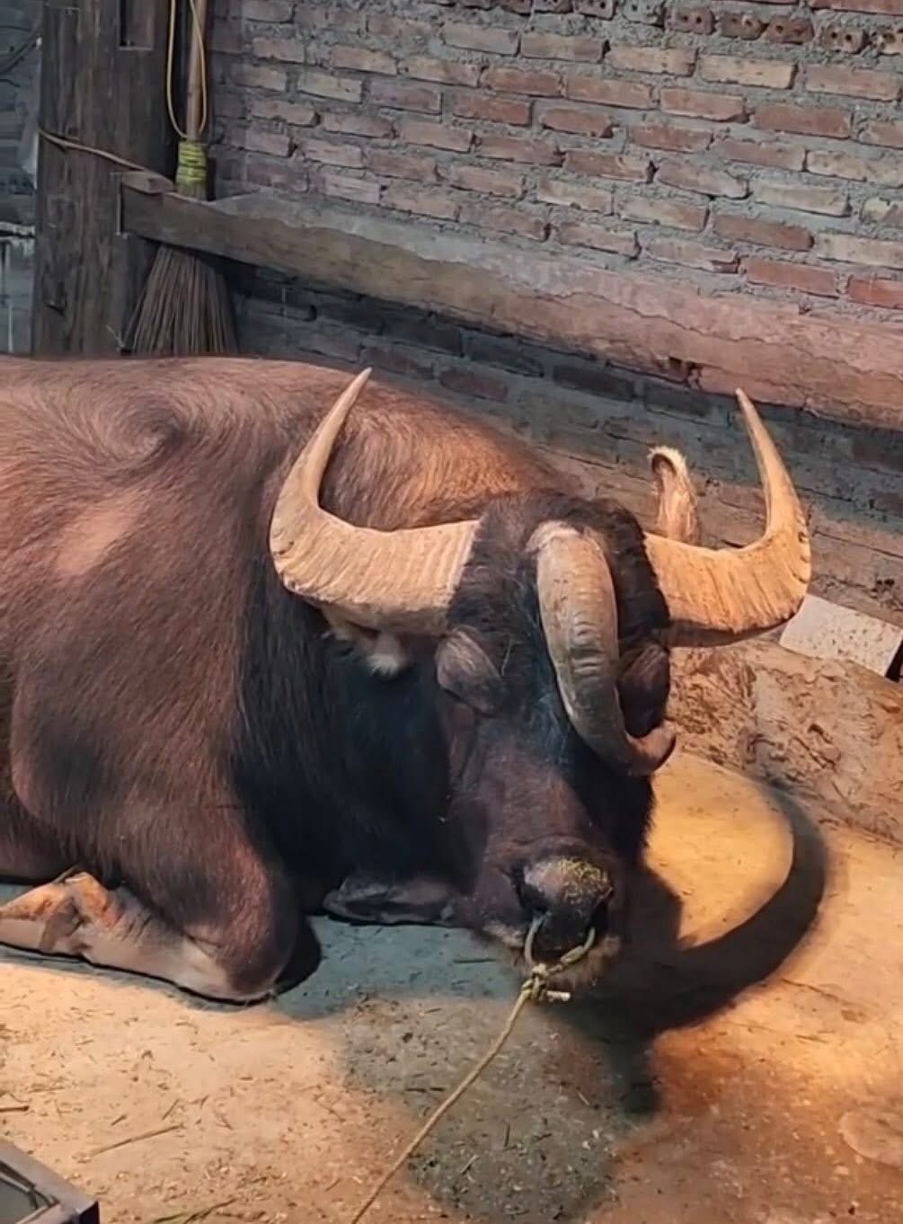 Hiếm gặp ch&uacute; tr&acirc;u 3 sừng kh&ocirc;ng phải c&agrave;y bừa, đ&ocirc;ng người gh&eacute; xem v&igrave; 'độc, lạ' - Ảnh 2.