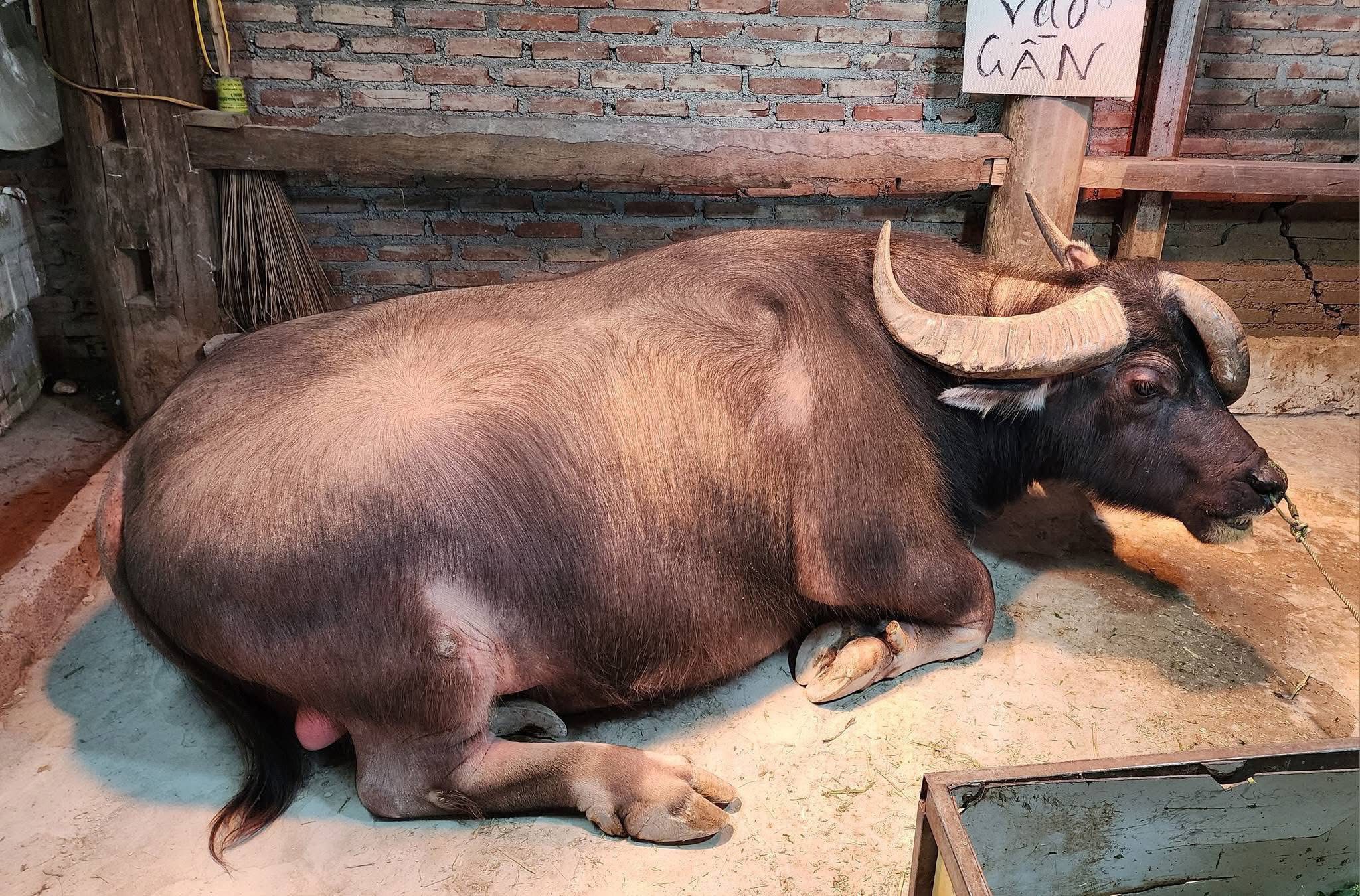 Hiếm gặp ch&uacute; tr&acirc;u 3 sừng kh&ocirc;ng phải c&agrave;y bừa, đ&ocirc;ng người gh&eacute; xem v&igrave; 'độc, lạ' - Ảnh 1.