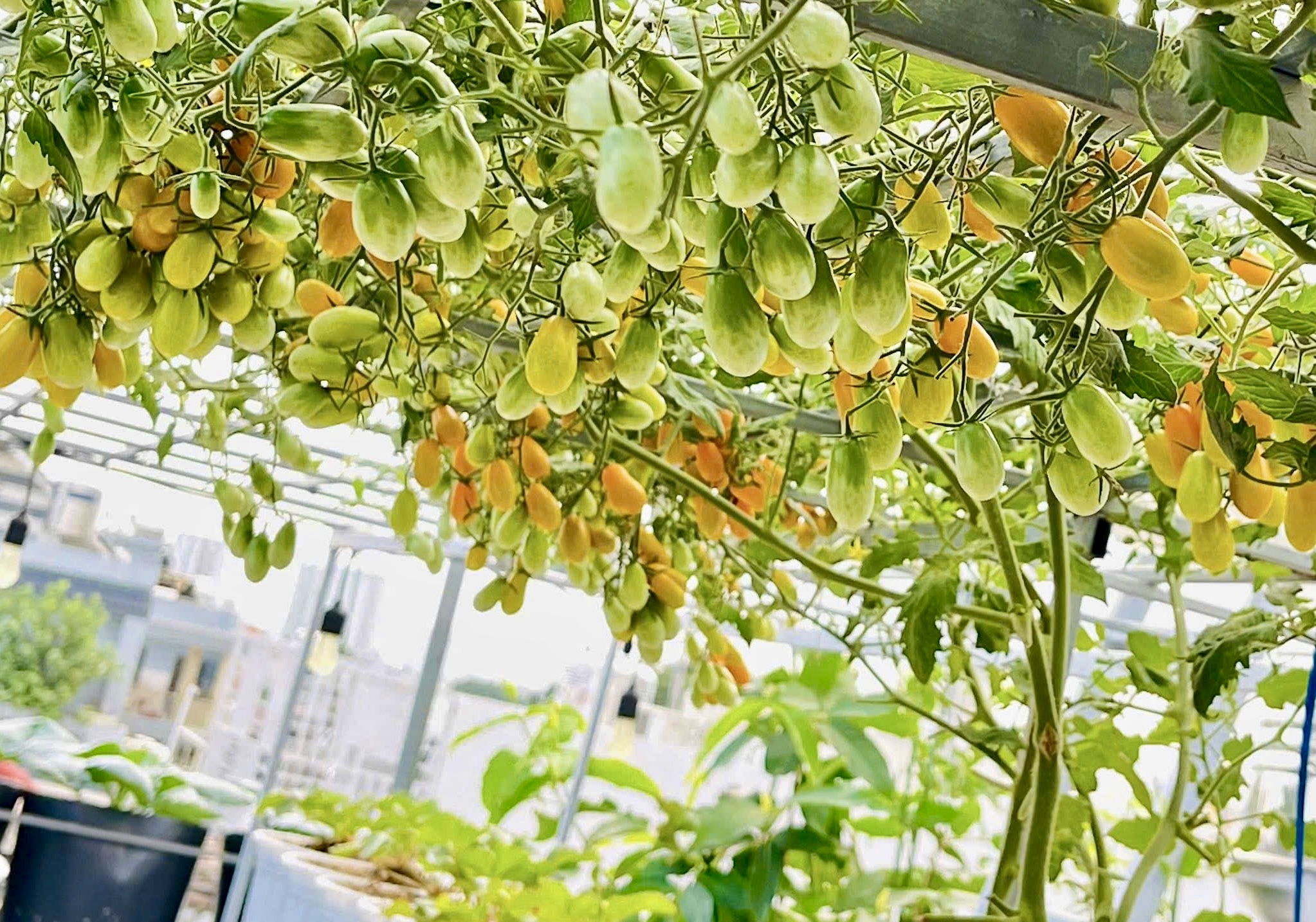 Sốc với gi&aacute; hạt giống c&agrave; chua bạch tuộc, th&agrave;nh quả đ&aacute;ng đồng tiền  - Ảnh 11.