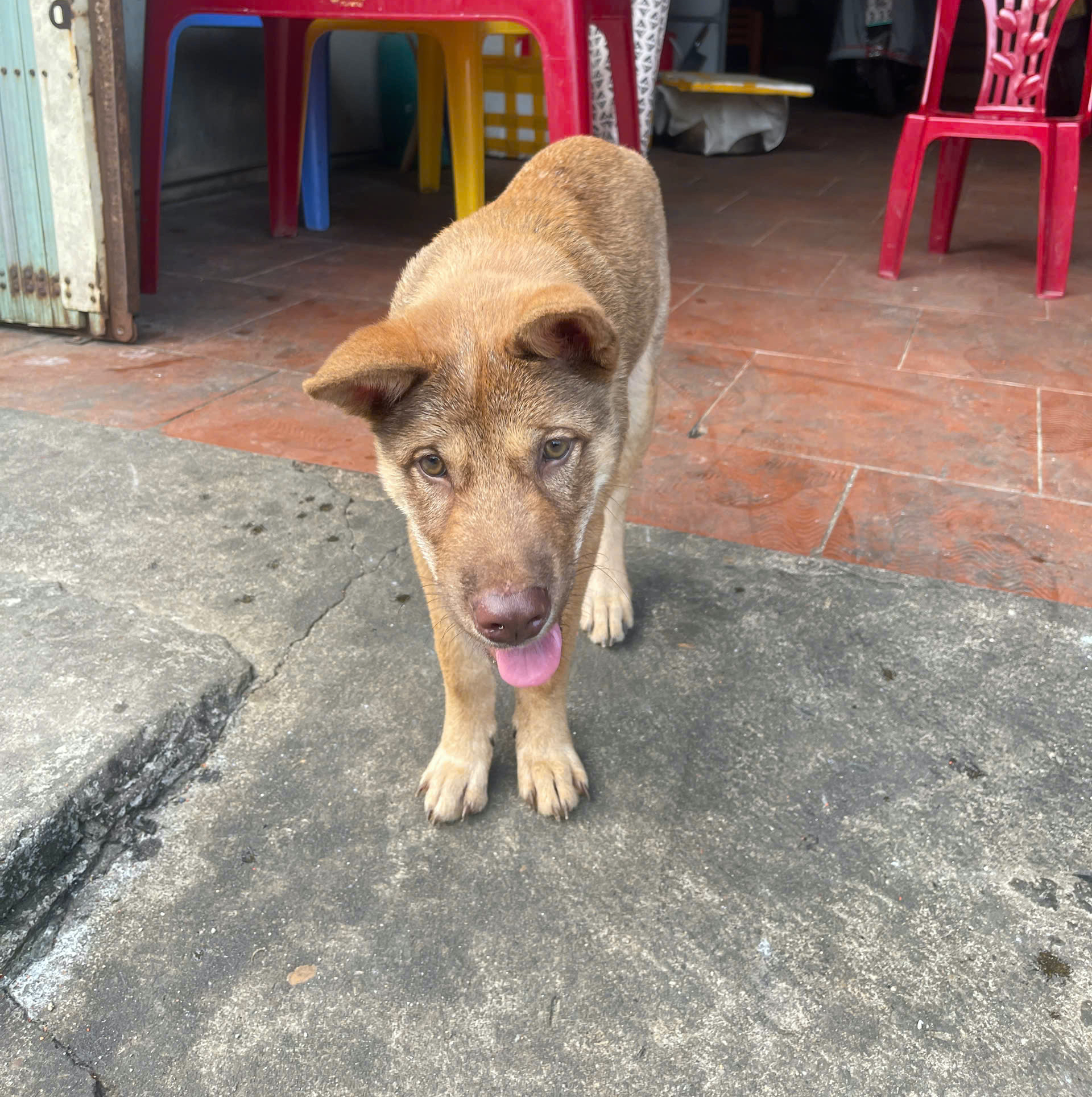 Chú chó 'chiếm sóng' khi nhảy cẫng cùng chủ ăn mừng bàn thắng của Đình Bắc - Ảnh 3.