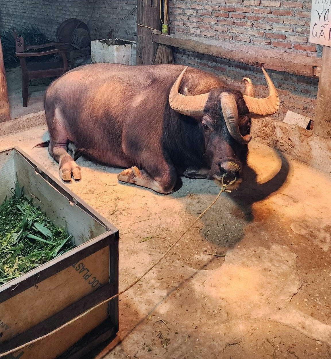 Hiếm gặp ch&uacute; tr&acirc;u 3 sừng kh&ocirc;ng phải c&agrave;y bừa, đ&ocirc;ng người gh&eacute; xem v&igrave; 'độc, lạ' - Ảnh 4.