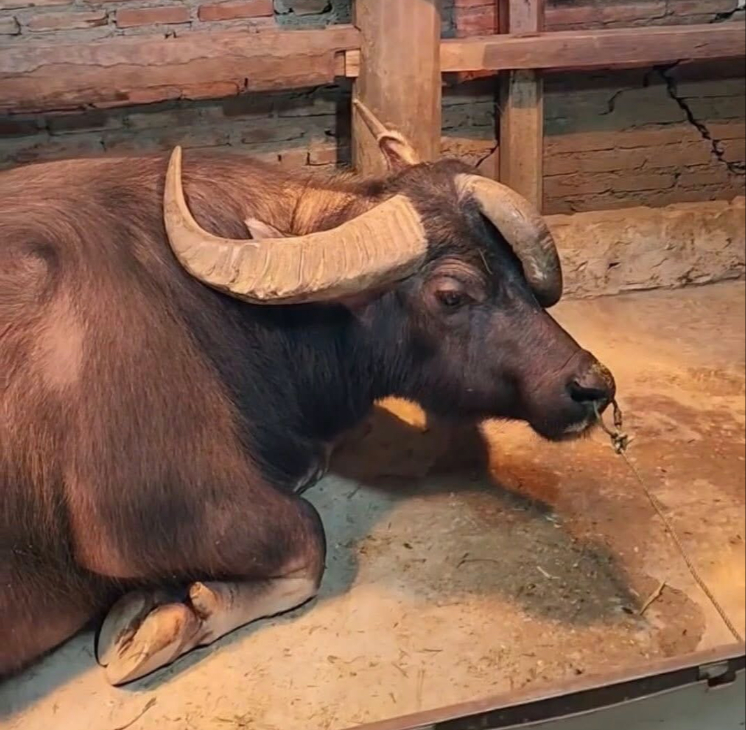 Hiếm gặp ch&uacute; tr&acirc;u 3 sừng kh&ocirc;ng phải c&agrave;y bừa, đ&ocirc;ng người gh&eacute; xem v&igrave; 'độc, lạ' - Ảnh 3.