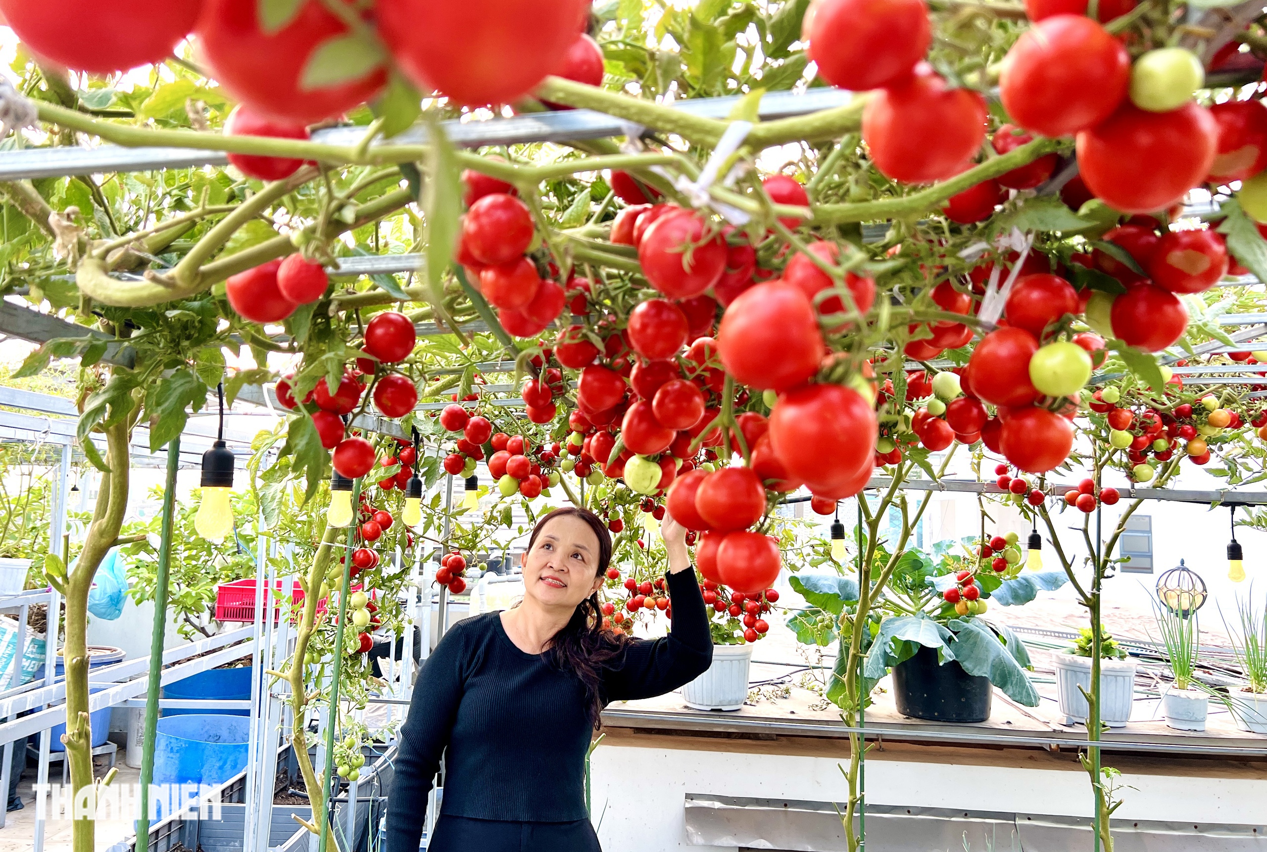 Sốc với gi&aacute; hạt giống c&agrave; chua bạch tuộc, th&agrave;nh quả đ&aacute;ng đồng tiền  - Ảnh 3.