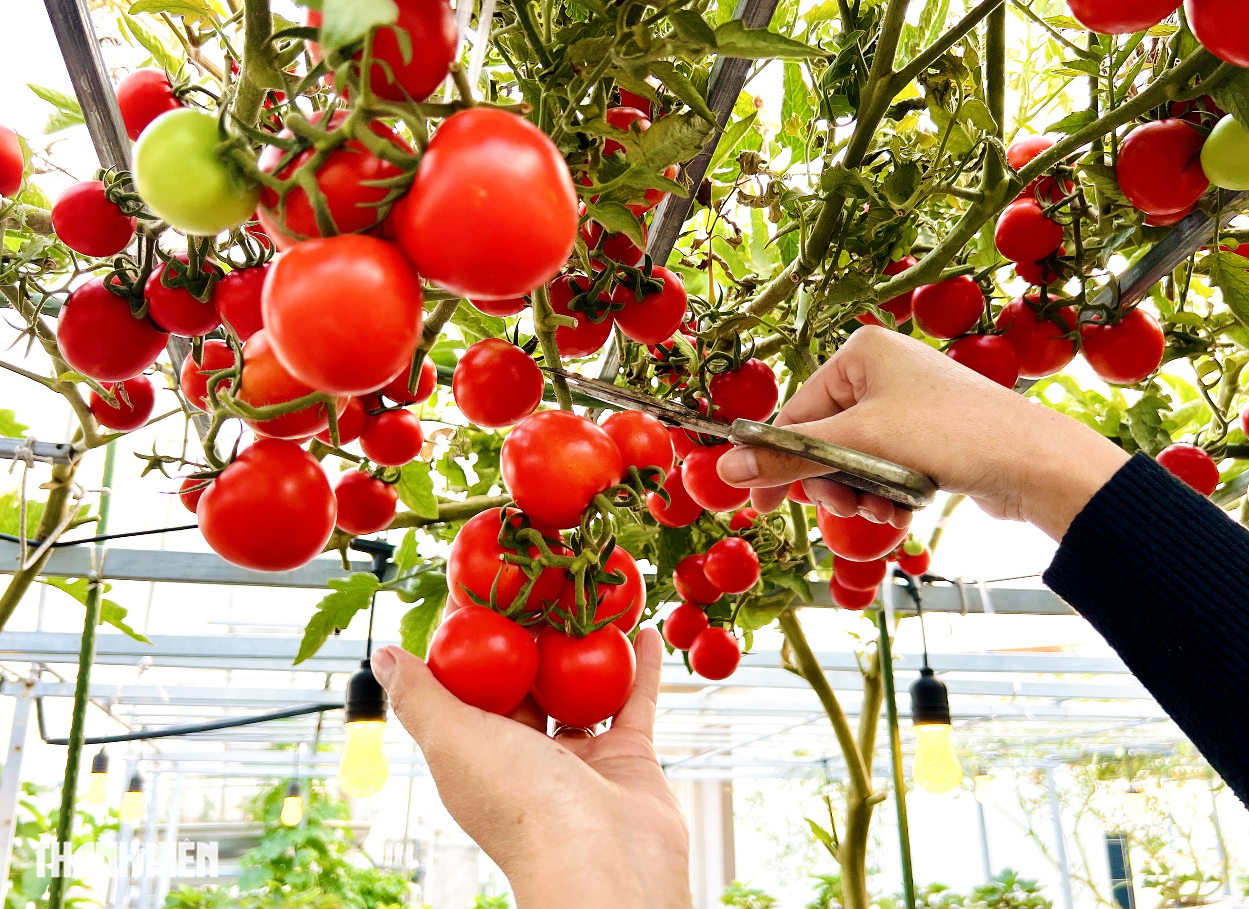 Sốc với gi&aacute; hạt giống c&agrave; chua bạch tuộc, th&agrave;nh quả đ&aacute;ng đồng tiền  - Ảnh 6.