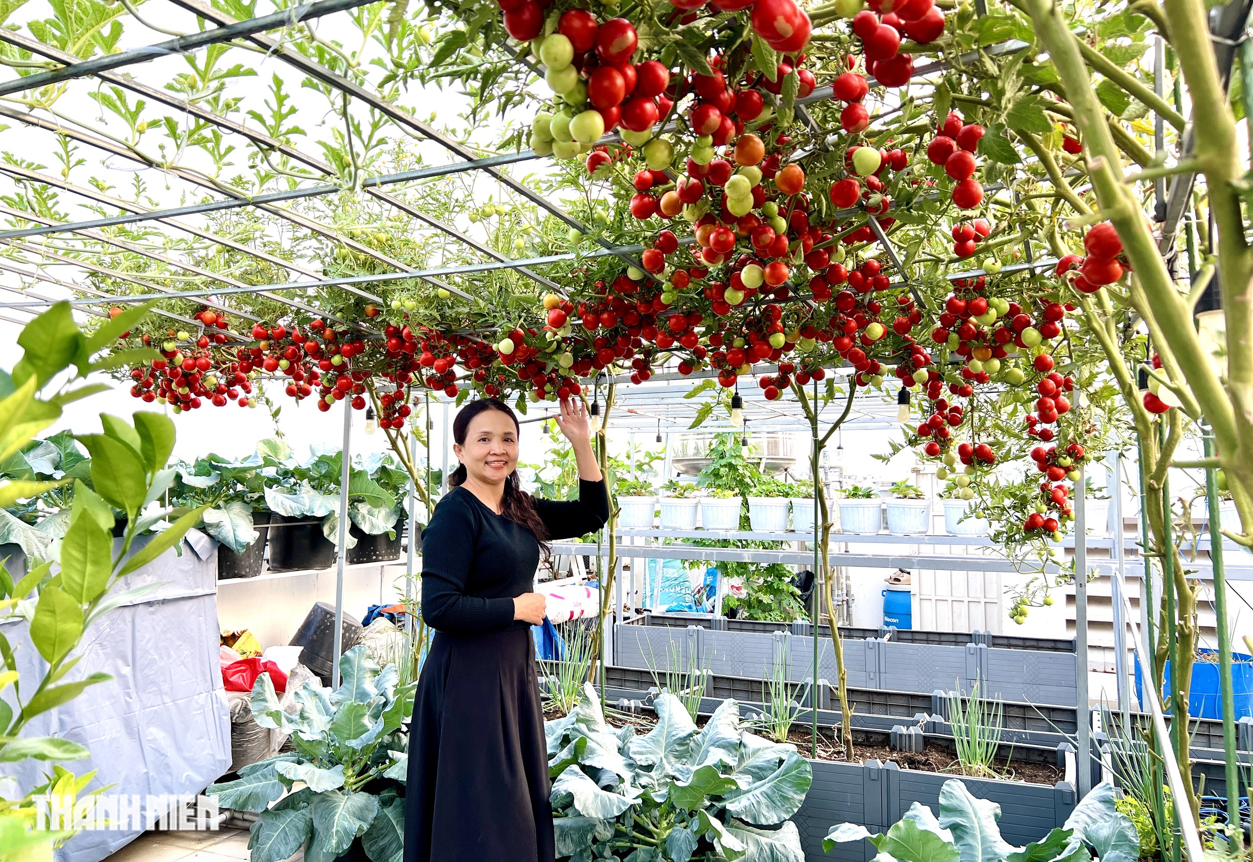 Sốc với gi&aacute; hạt giống c&agrave; chua bạch tuộc, th&agrave;nh quả đ&aacute;ng đồng tiền  - Ảnh 1.