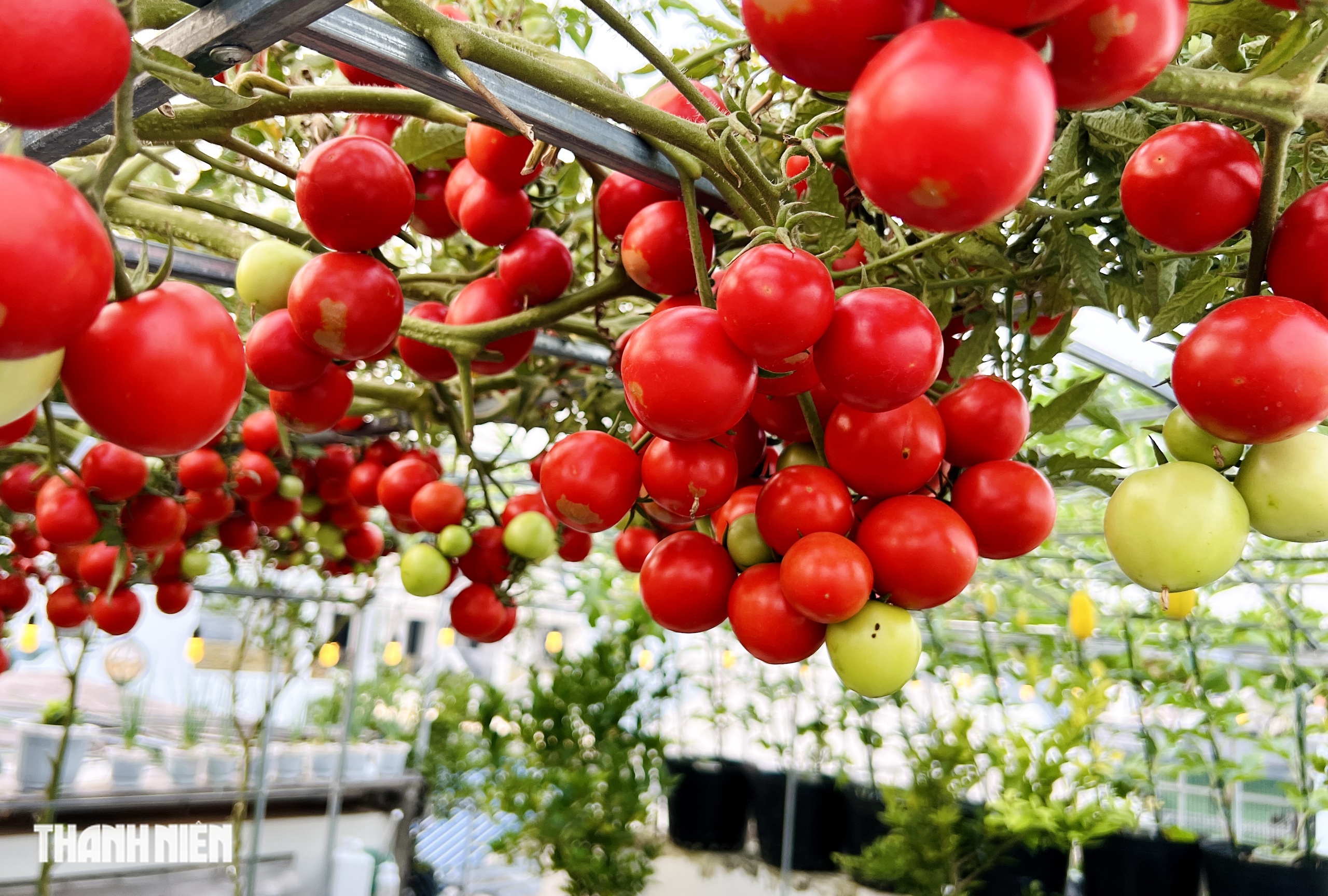 Sốc với gi&aacute; hạt giống c&agrave; chua bạch tuộc, th&agrave;nh quả đ&aacute;ng đồng tiền  - Ảnh 4.