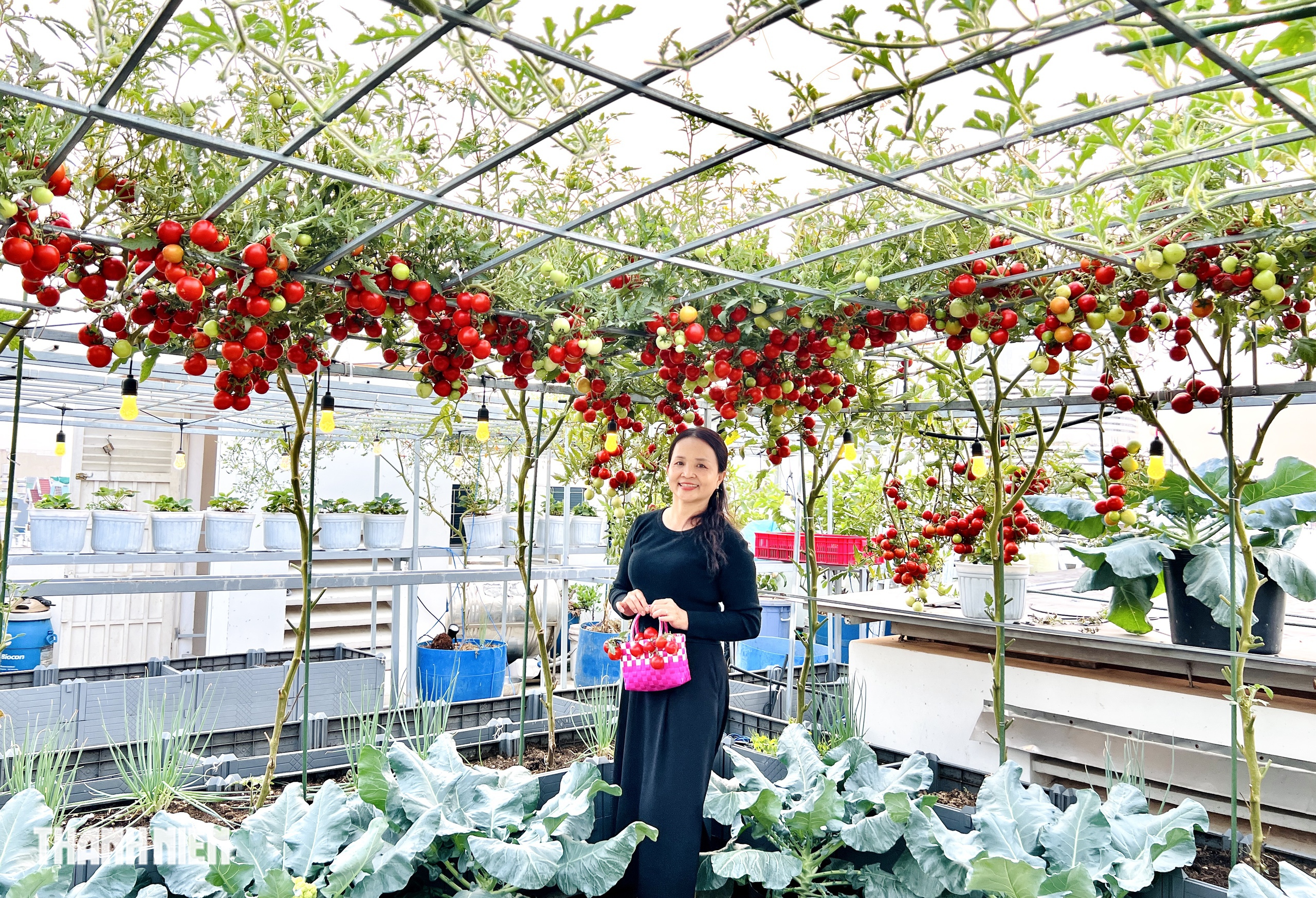 Sốc với gi&aacute; hạt giống c&agrave; chua bạch tuộc, th&agrave;nh quả đ&aacute;ng đồng tiền  - Ảnh 2.