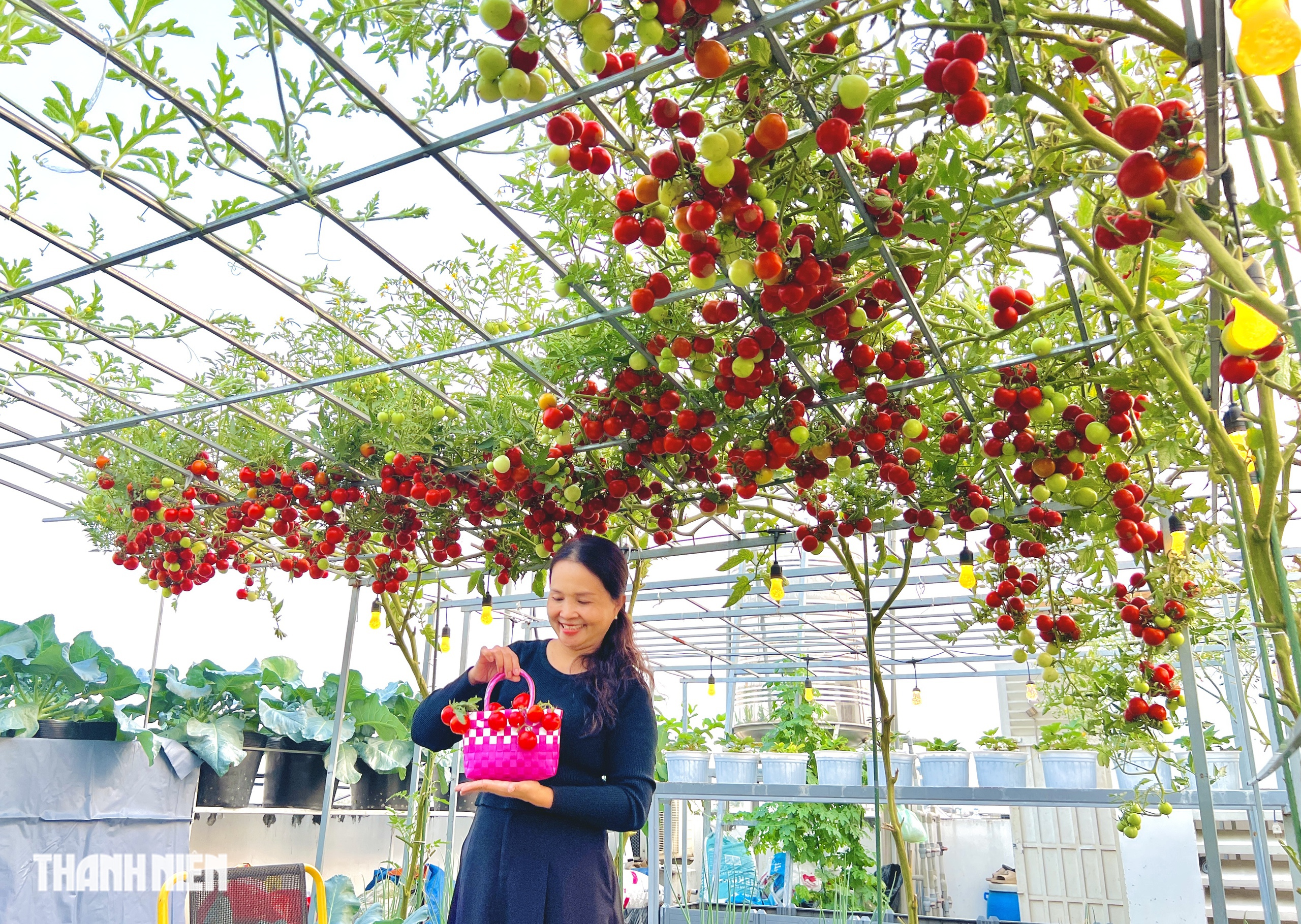 Sốc với gi&aacute; hạt giống c&agrave; chua bạch tuộc, th&agrave;nh quả đ&aacute;ng đồng tiền  - Ảnh 8.