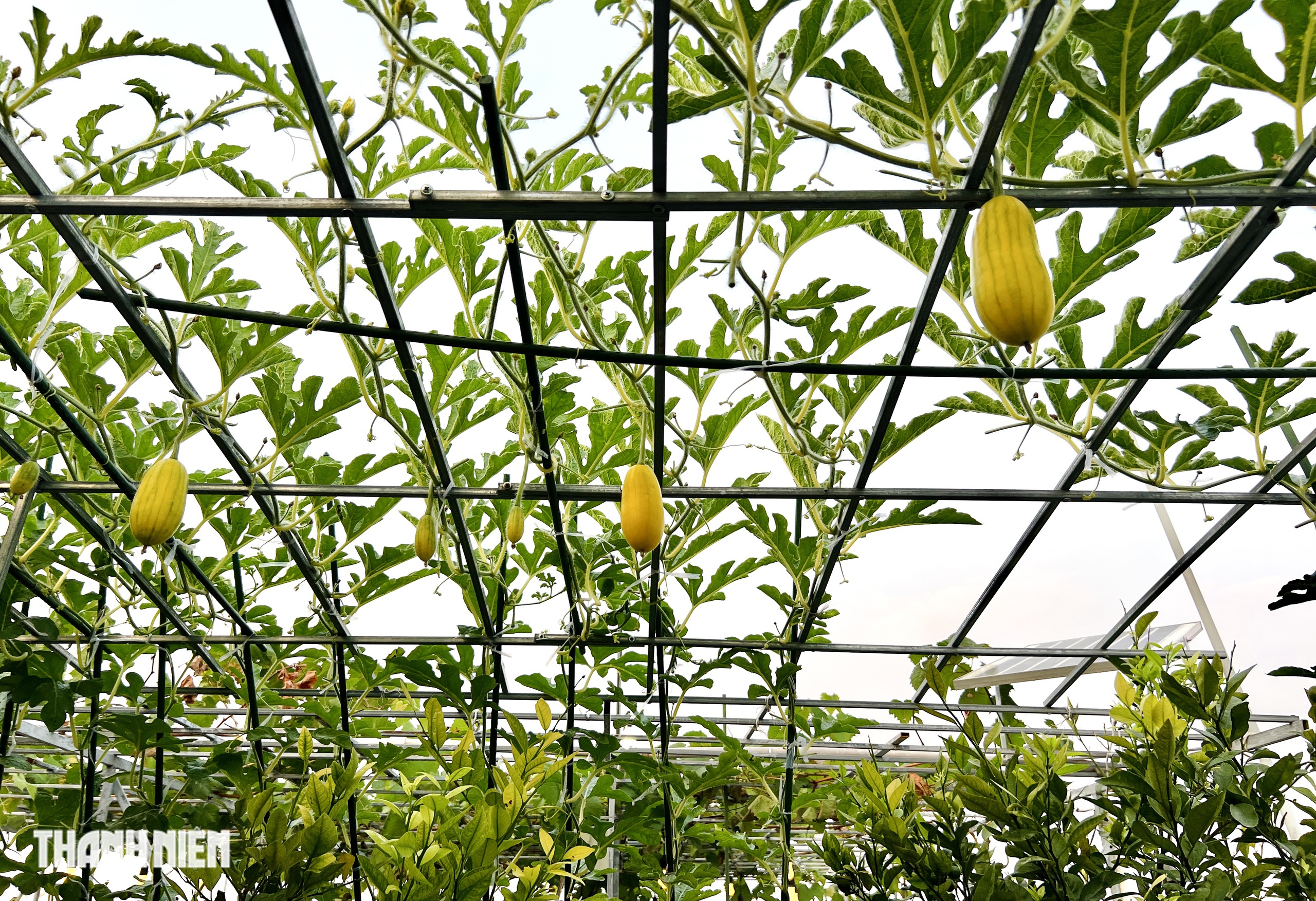 Sốc với gi&aacute; hạt giống c&agrave; chua bạch tuộc, th&agrave;nh quả đ&aacute;ng đồng tiền  - Ảnh 12.