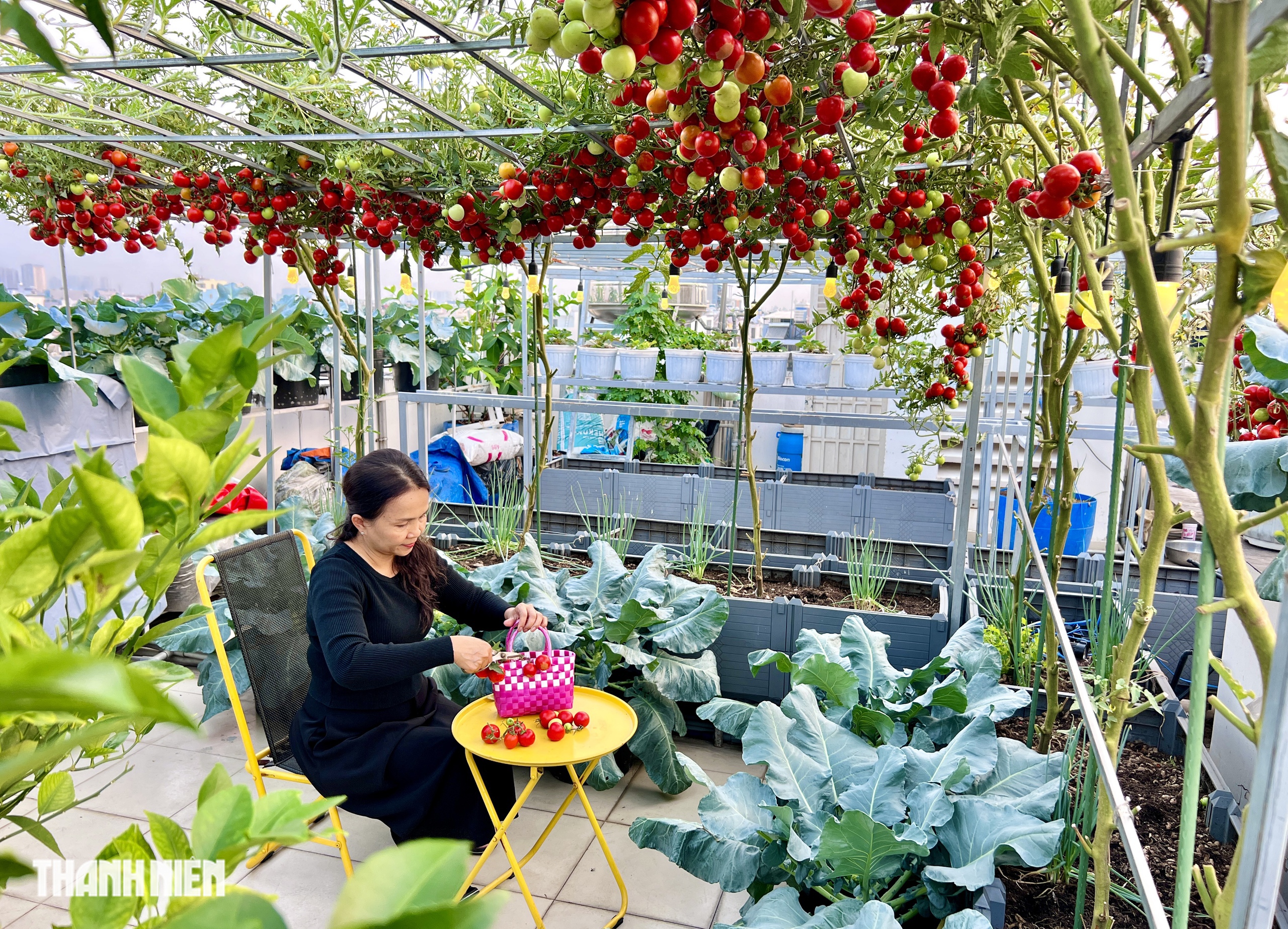 Sốc với gi&aacute; hạt giống c&agrave; chua bạch tuộc, th&agrave;nh quả đ&aacute;ng đồng tiền  - Ảnh 10.