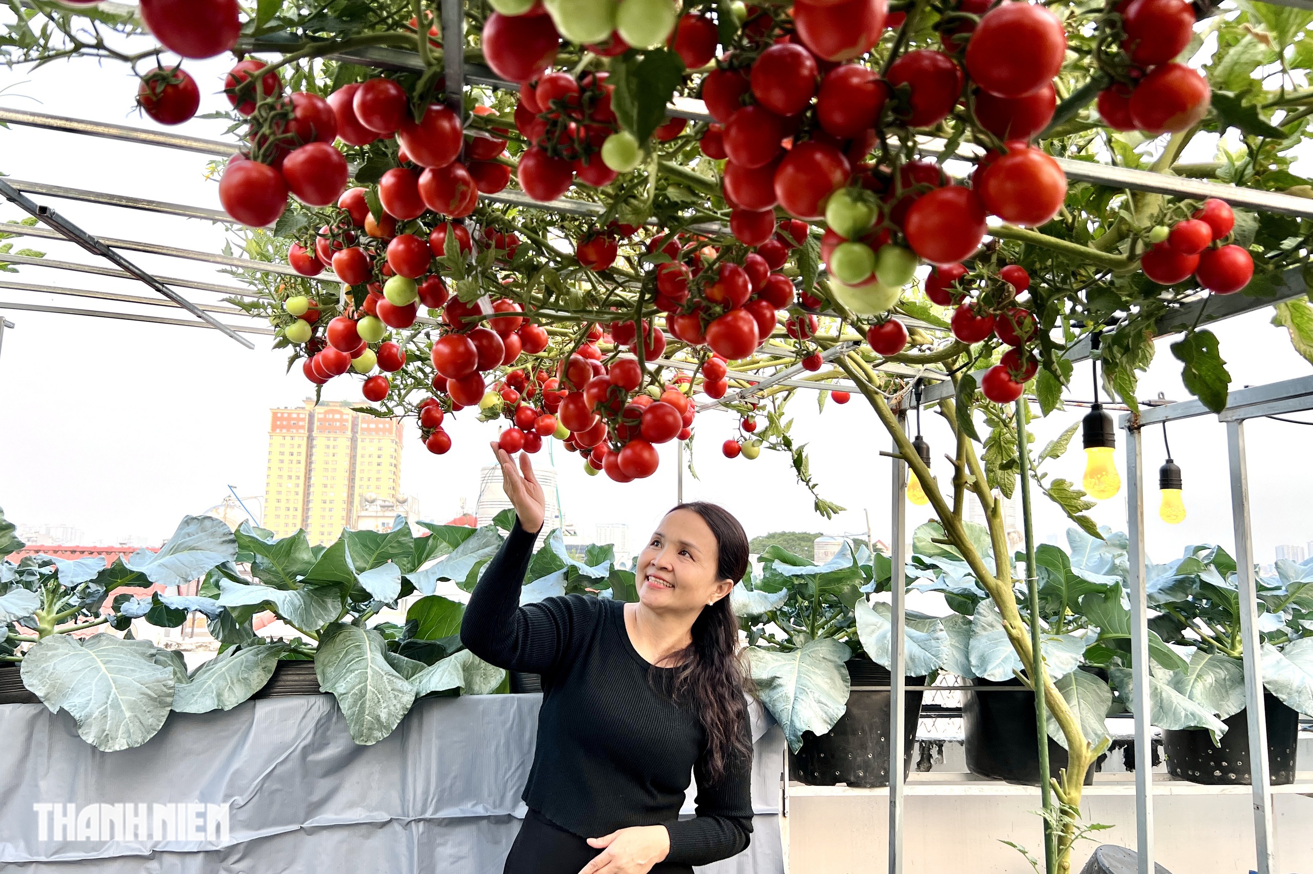 Sốc với gi&aacute; hạt giống c&agrave; chua bạch tuộc, th&agrave;nh quả đ&aacute;ng đồng tiền  - Ảnh 7.