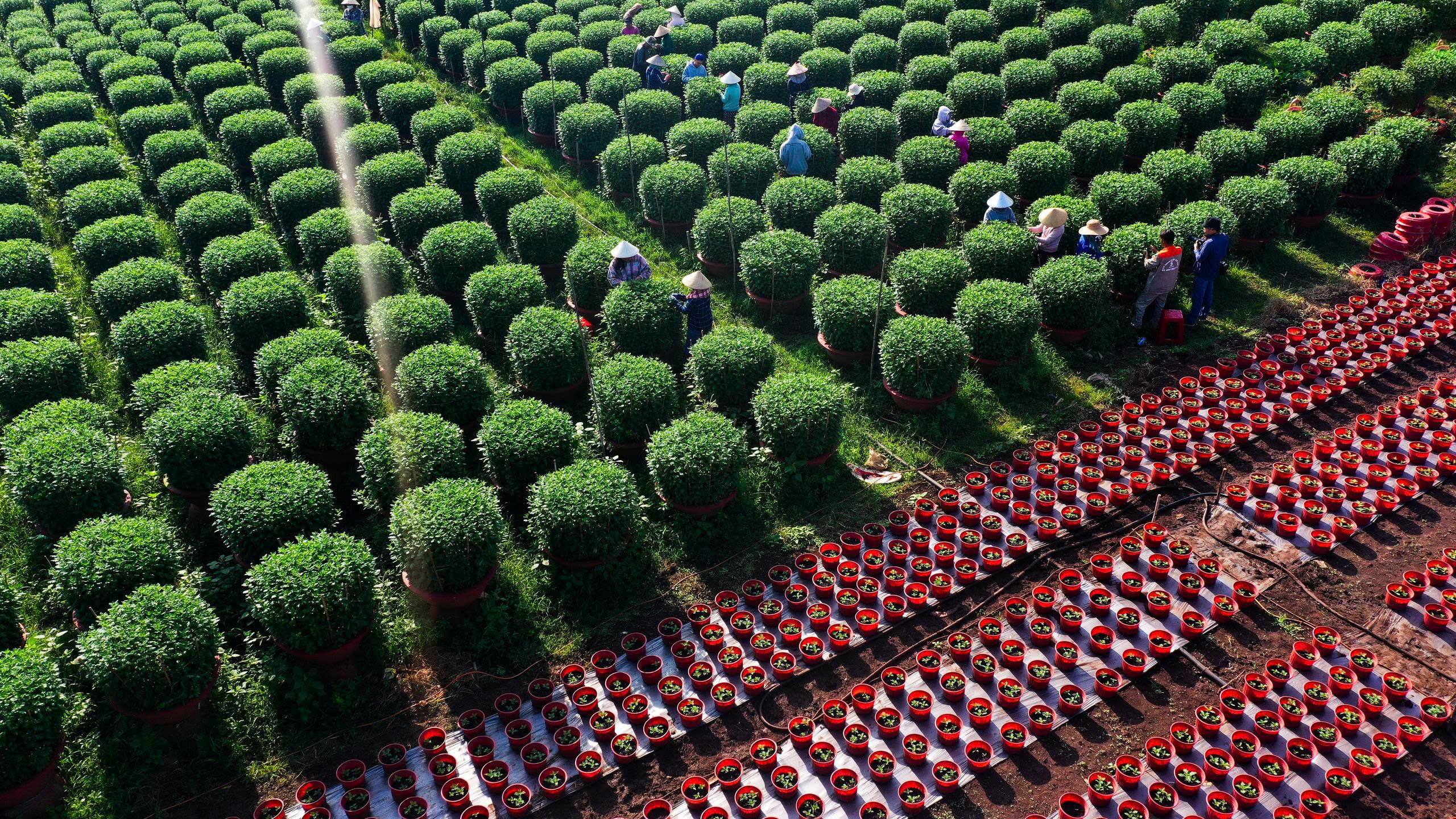 Làng hoa Gia Kiệm rộn ràng vụ tết: 3 thế hệ chăm hoa đón xuân - Ảnh 1.