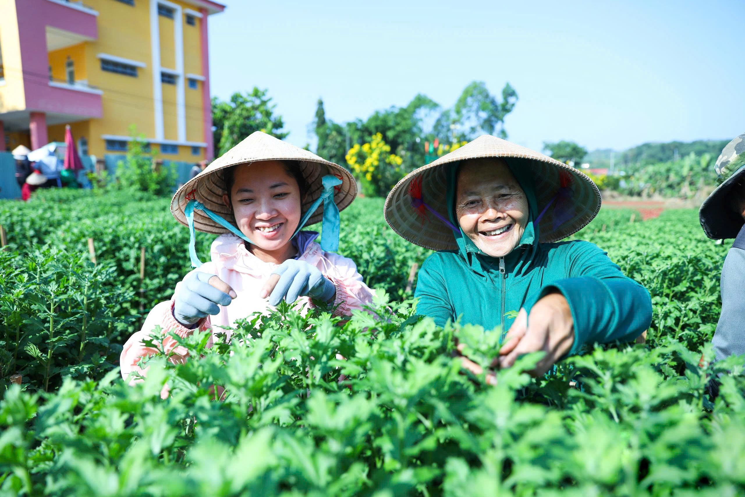 Làng hoa Gia Kiệm rộn ràng vụ tết: 3 thế hệ chăm hoa đón xuân - Ảnh 2.
