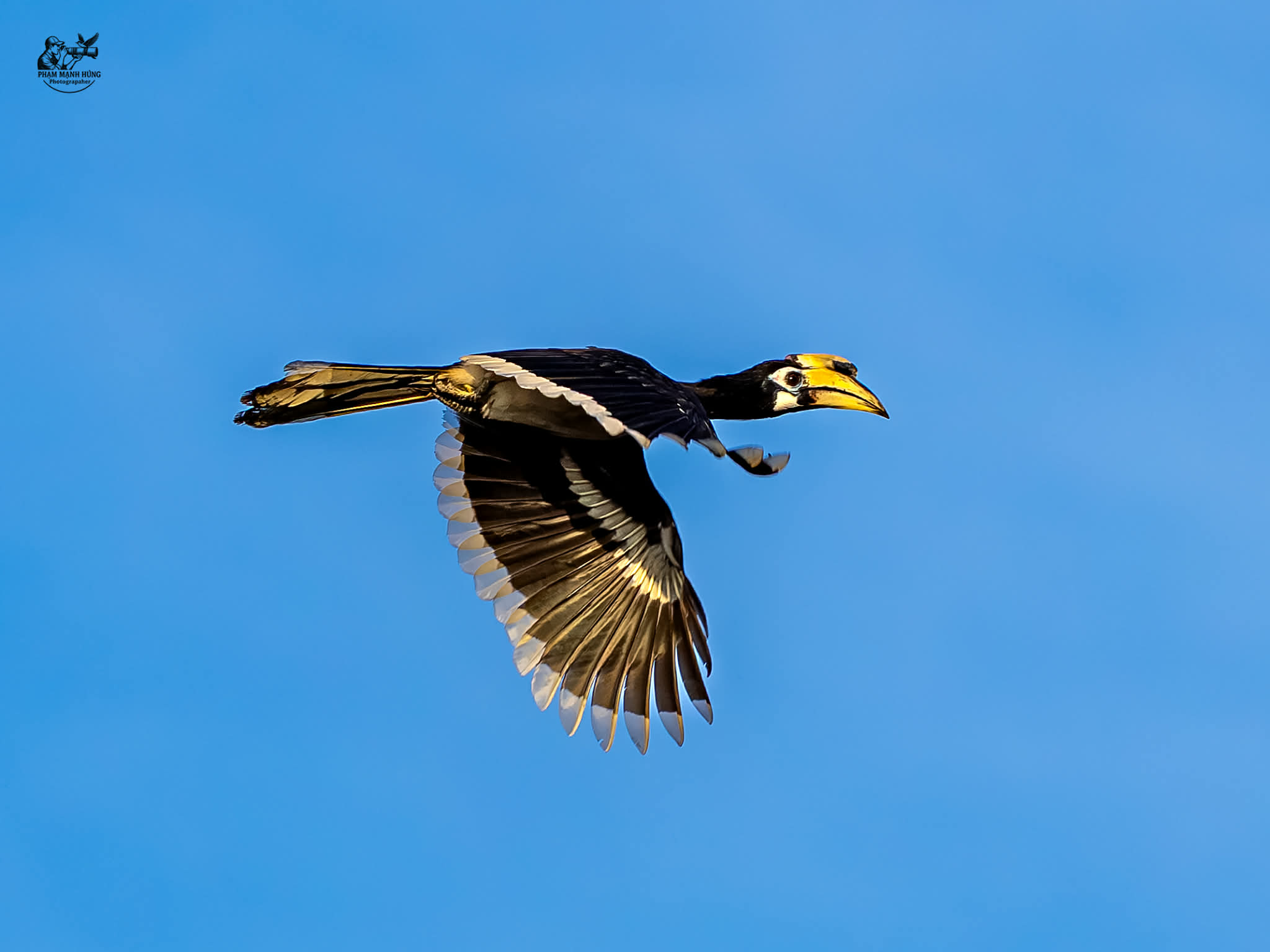 Khoảnh khắc thú vị: Chim hồng hoàng bay lượn, người chụp ngỡ ngàng vì quá đẹp - Ảnh 3.