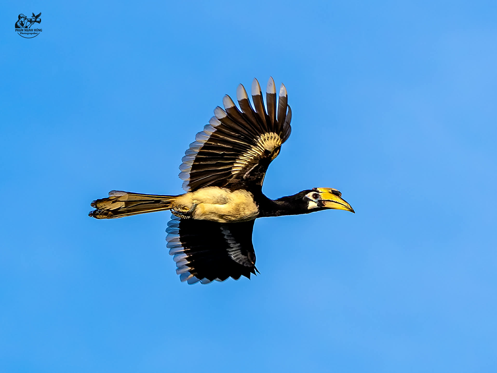 Khoảnh khắc thú vị: Chim hồng hoàng bay lượn, người chụp ngỡ ngàng vì quá đẹp - Ảnh 4.