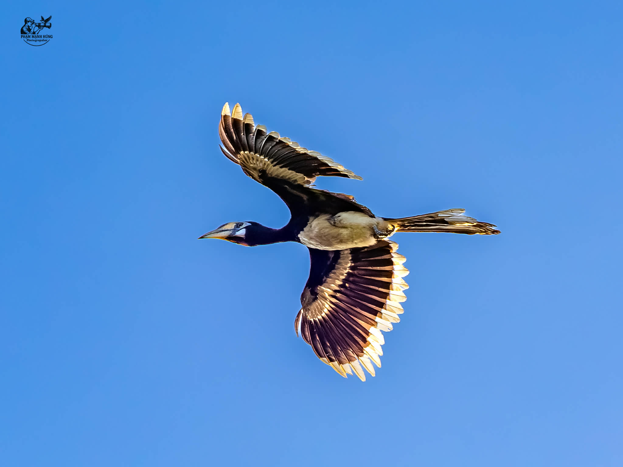 Khoảnh khắc thú vị: Chim hồng hoàng bay lượn, người chụp ngỡ ngàng vì quá đẹp - Ảnh 2.