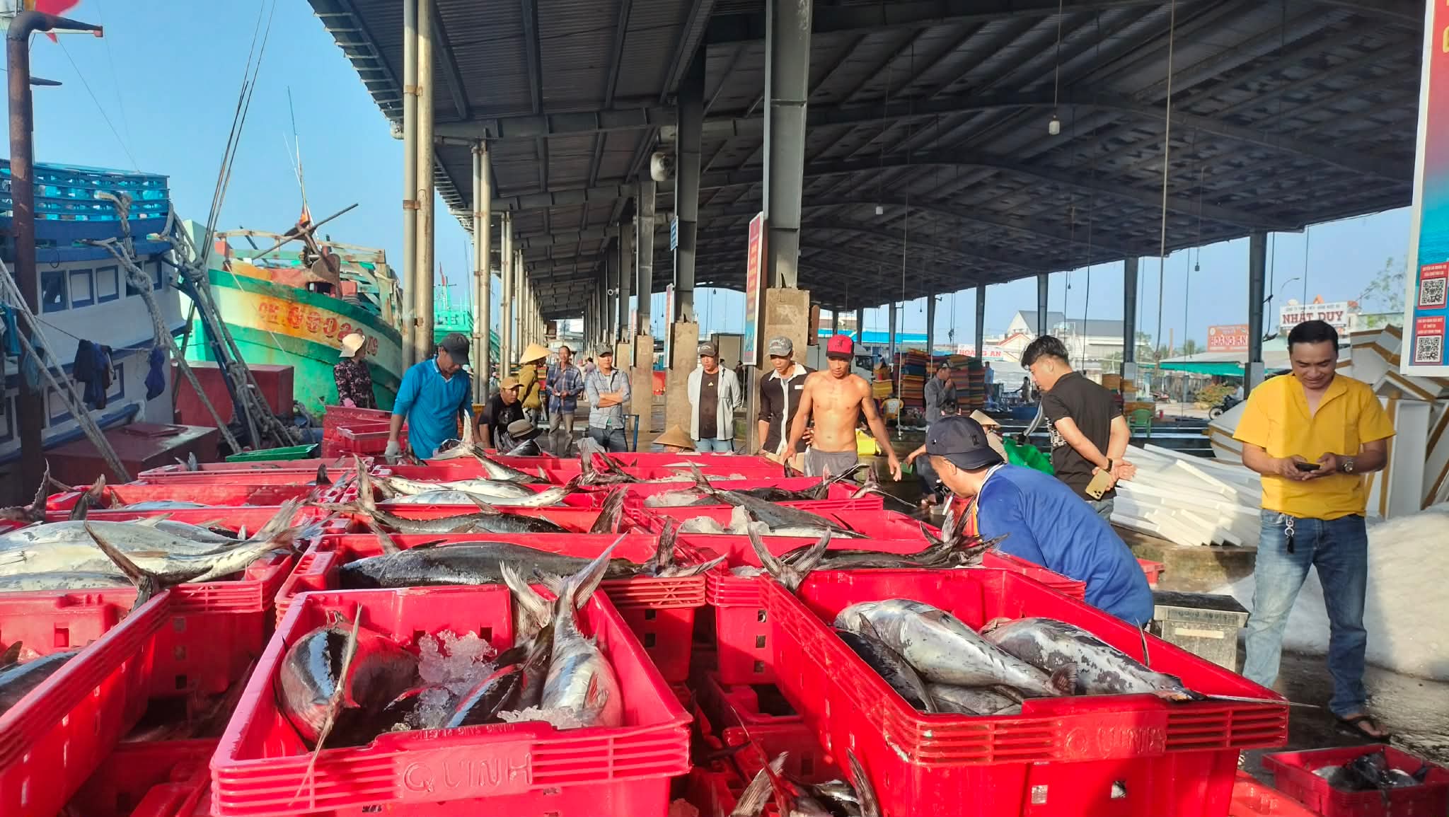 Cá ba thú trúng mùa, tàu cá Sông Đốc lãi trăm triệu chuyến biển cuối năm liên- Ảnh 4.