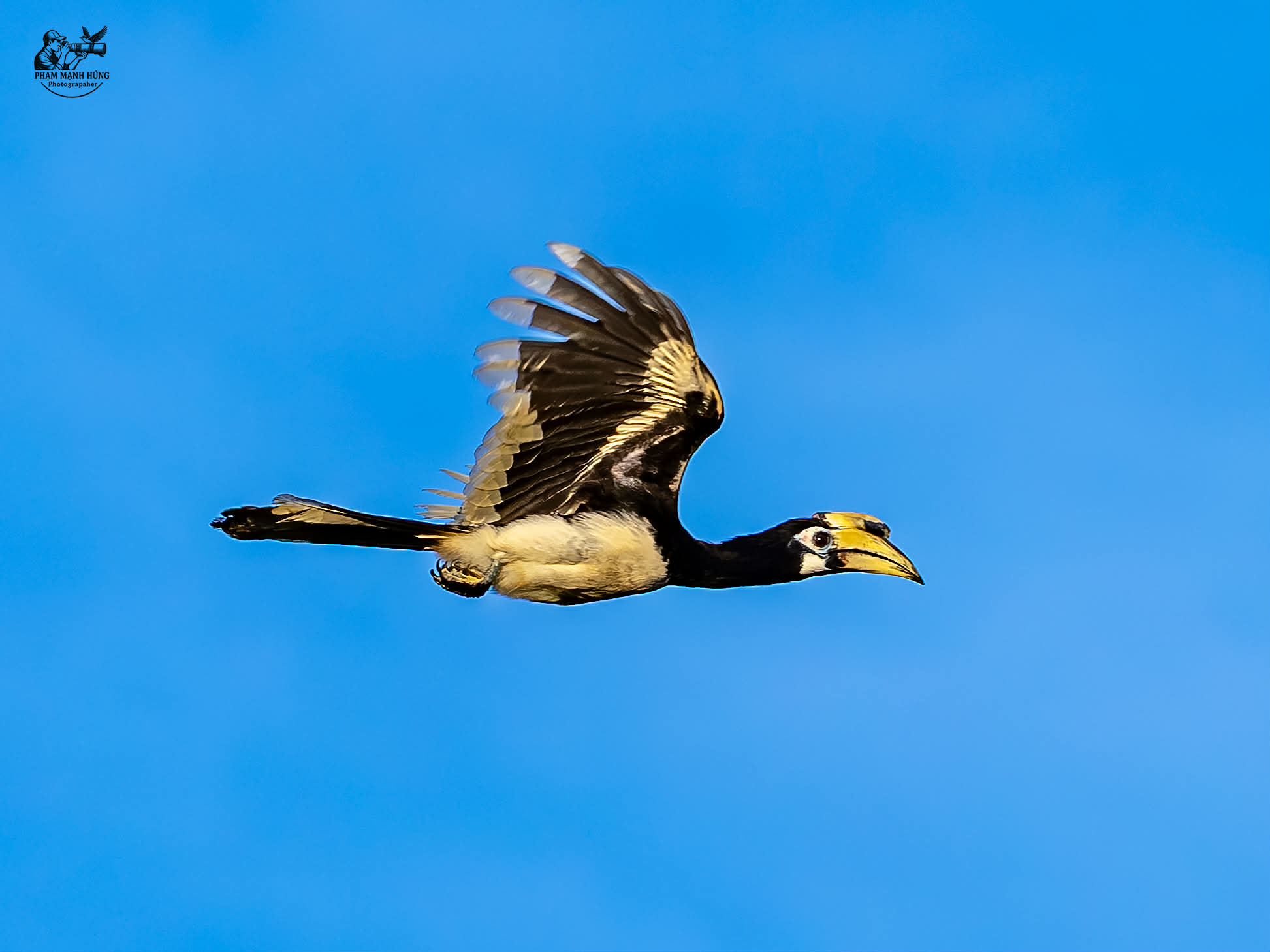 Khoảnh khắc thú vị: Chim hồng hoàng bay lượn, người chụp ngỡ ngàng vì quá đẹp - Ảnh 1.