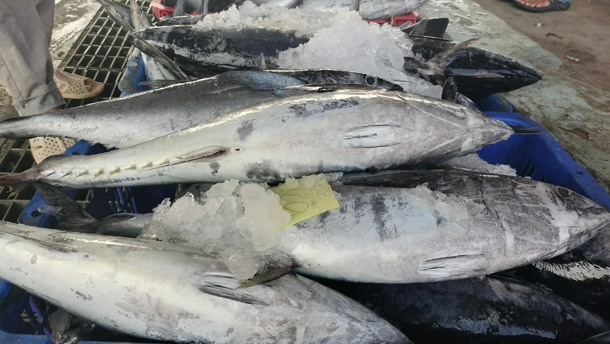 Cá ba thú trúng mùa, tàu cá Sông Đốc lãi trăm triệu chuyến biển cuối năm liên- Ảnh 2.