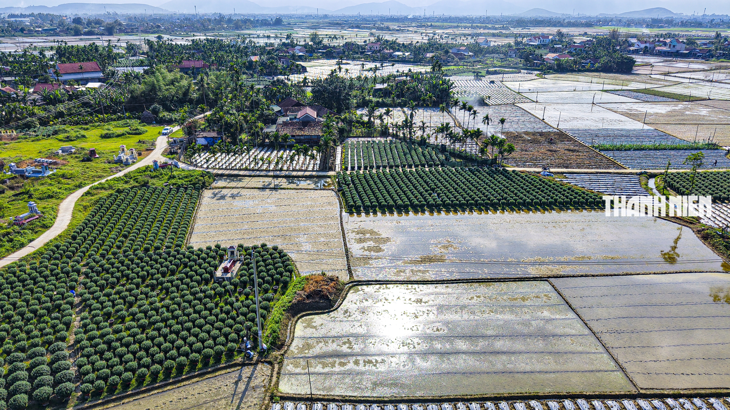 Làng hoa cúc lớn nhất miền Trung: Cúc lạ 'cháy hàng'- Ảnh 6.