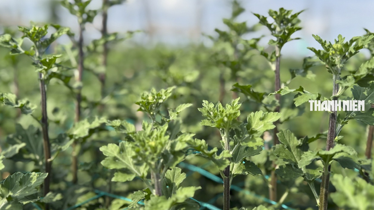 Làng hoa cúc lớn nhất miền Trung: Cúc lạ 'cháy hàng'- Ảnh 4.