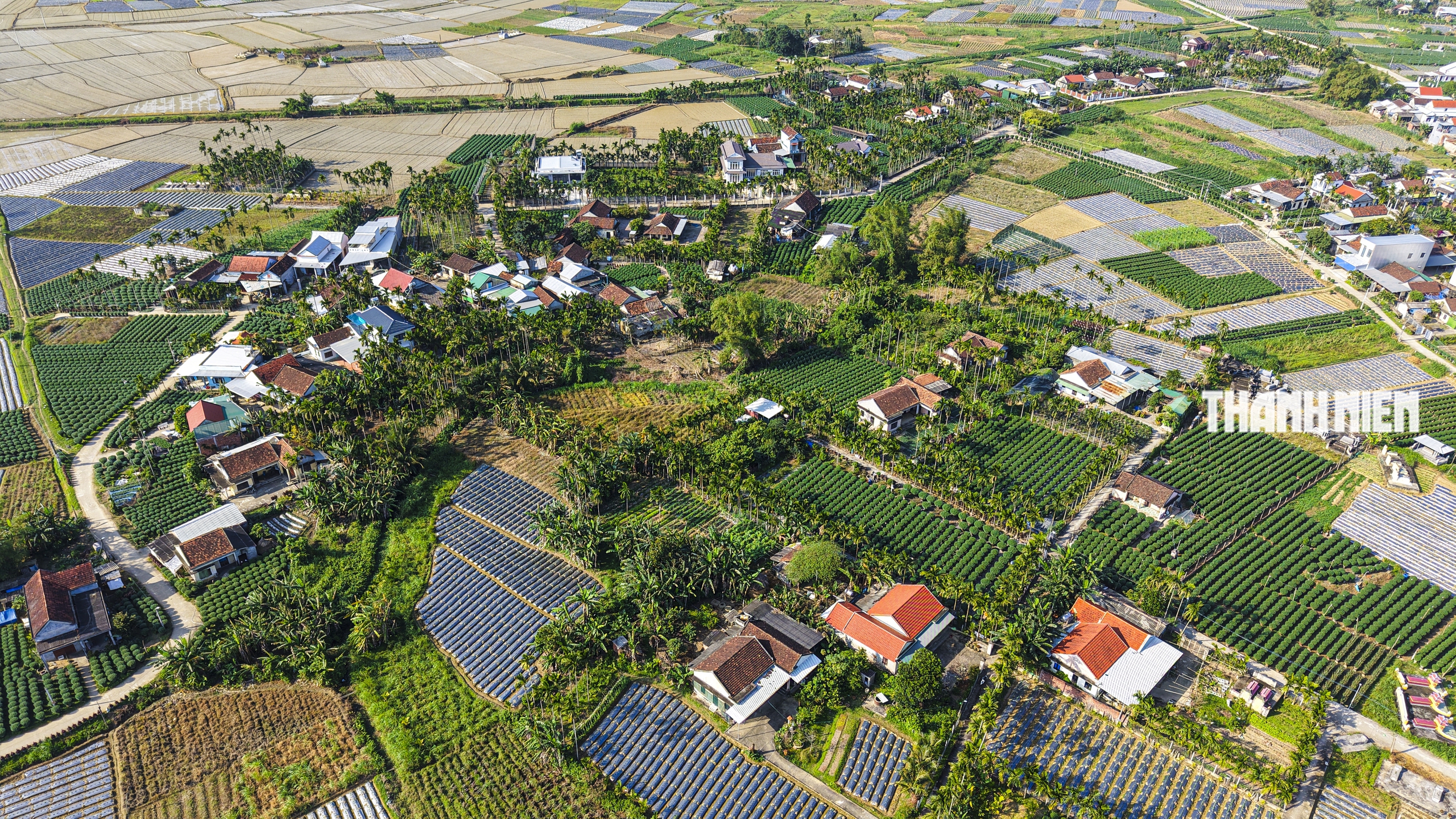 Làng hoa cúc lớn nhất miền Trung: Cúc lạ 'cháy hàng'- Ảnh 1.