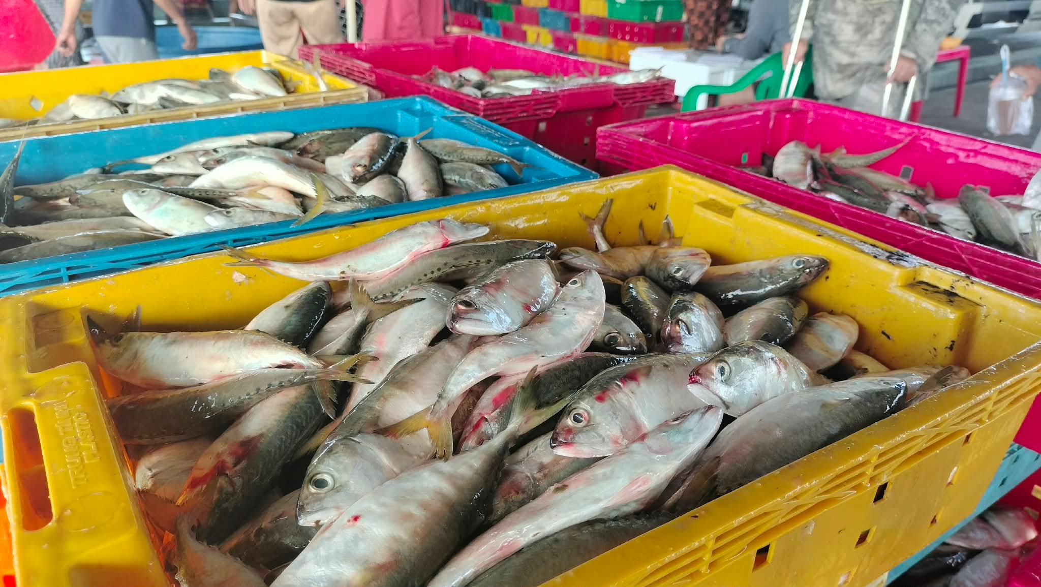 Cá ba thú trúng mùa, tàu cá Sông Đốc lãi trăm triệu chuyến biển cuối năm liên- Ảnh 1.