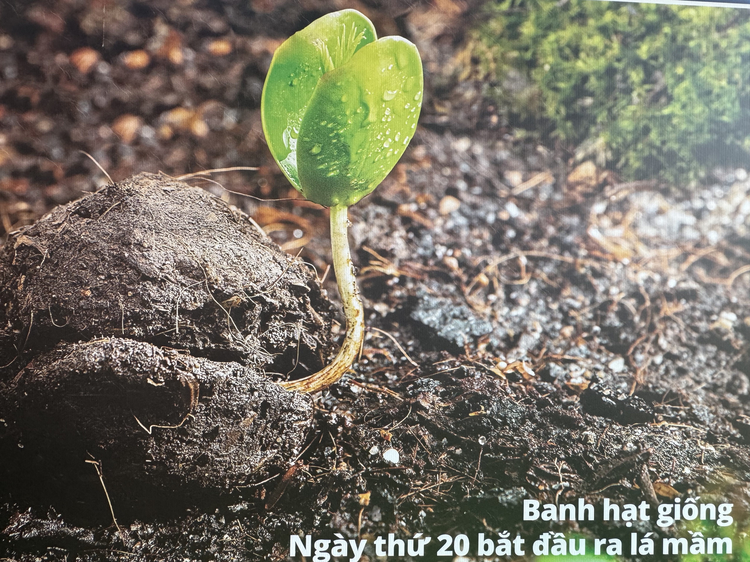 Cận cảnh máy bay không người lái thả hạt giống trồng rừng- Ảnh 7.