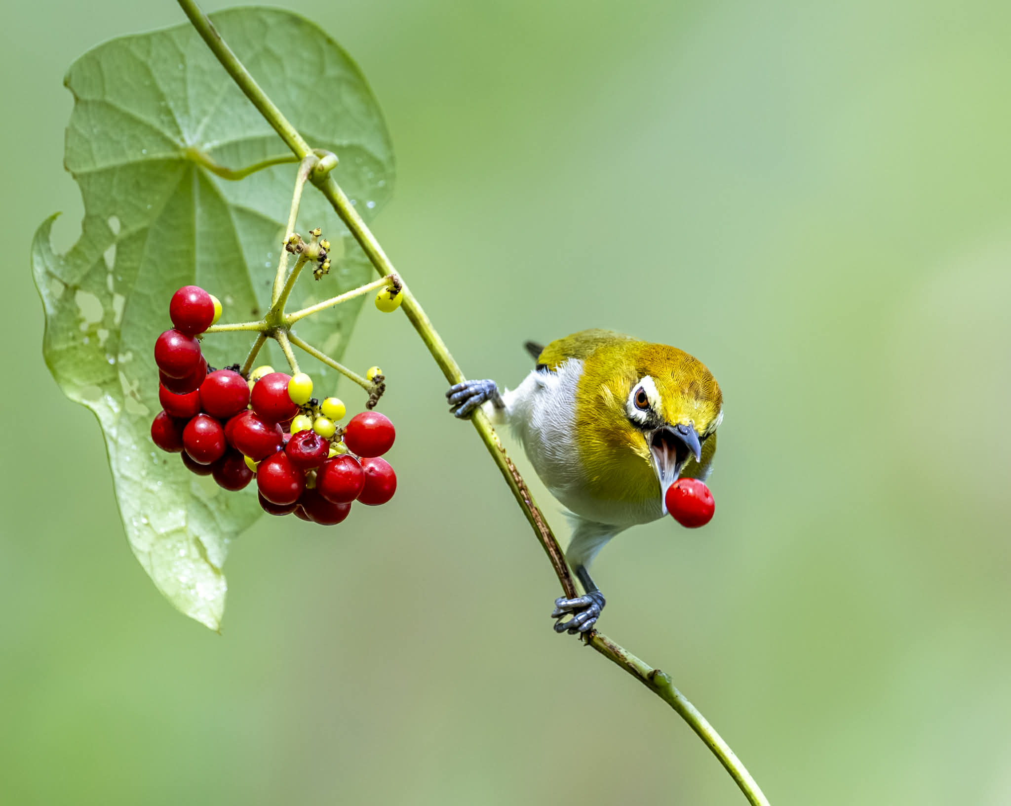 Khoảnh khắc hiếm: Bộ ảnh đ&ocirc;i chim v&agrave;nh khuy&ecirc;n quấn qu&yacute;t khiến người xem 'tan chảy' - Ảnh 5.
