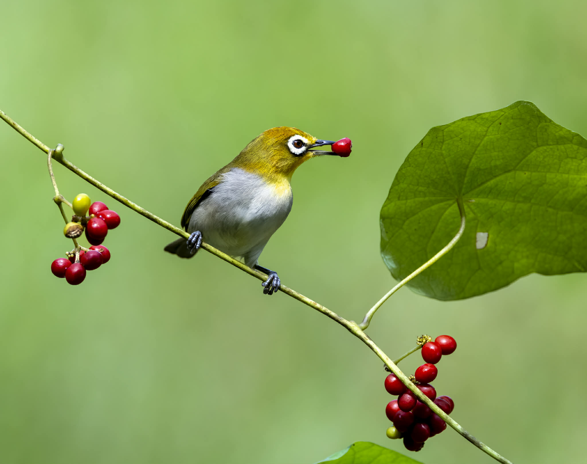Khoảnh khắc hiếm: Bộ ảnh đ&ocirc;i chim v&agrave;nh khuy&ecirc;n quấn qu&yacute;t khiến người xem 'tan chảy' - Ảnh 6.