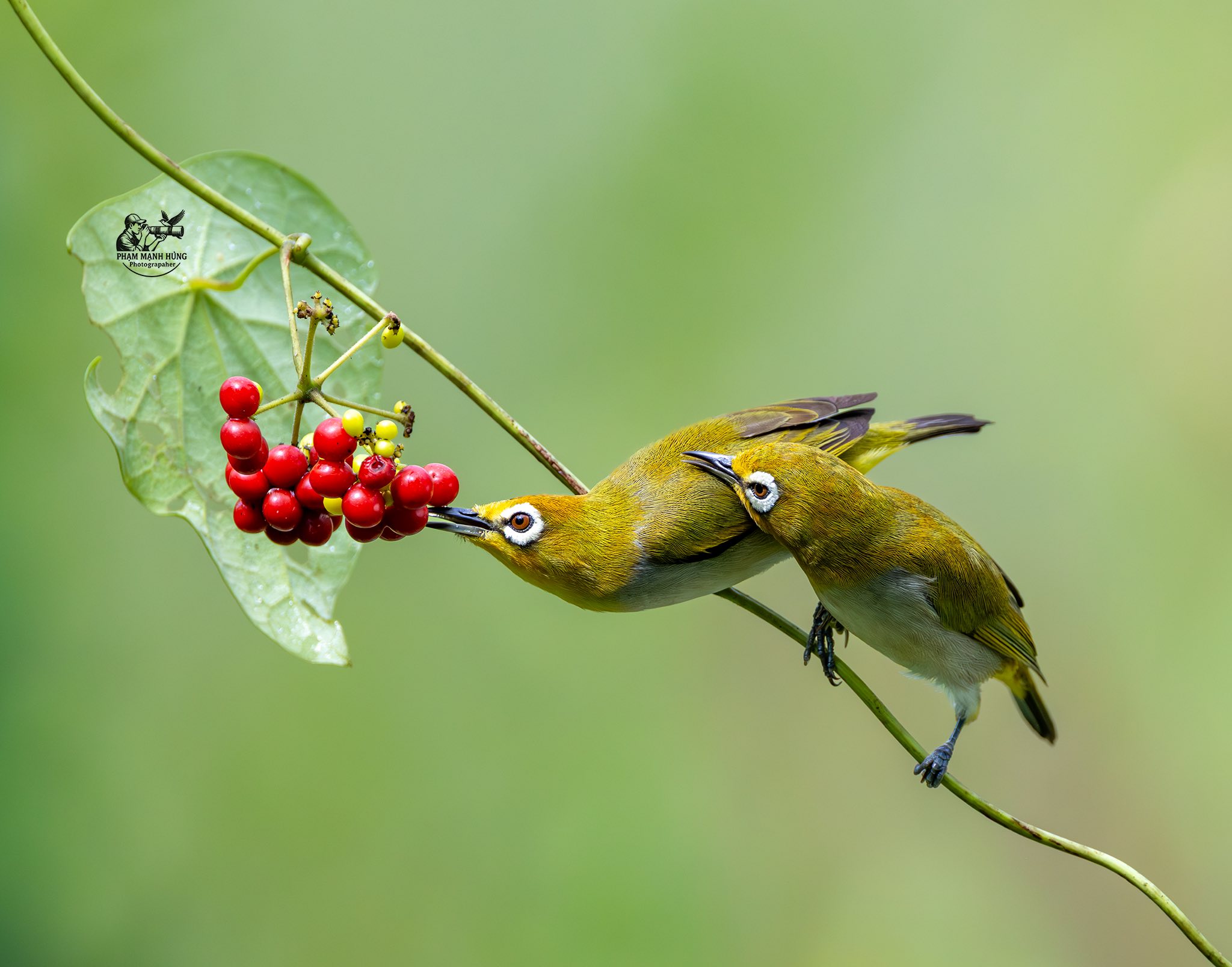 Khoảnh khắc hiếm: Bộ ảnh đ&ocirc;i chim v&agrave;nh khuy&ecirc;n quấn qu&yacute;t khiến người xem 'tan chảy' - Ảnh 1.
