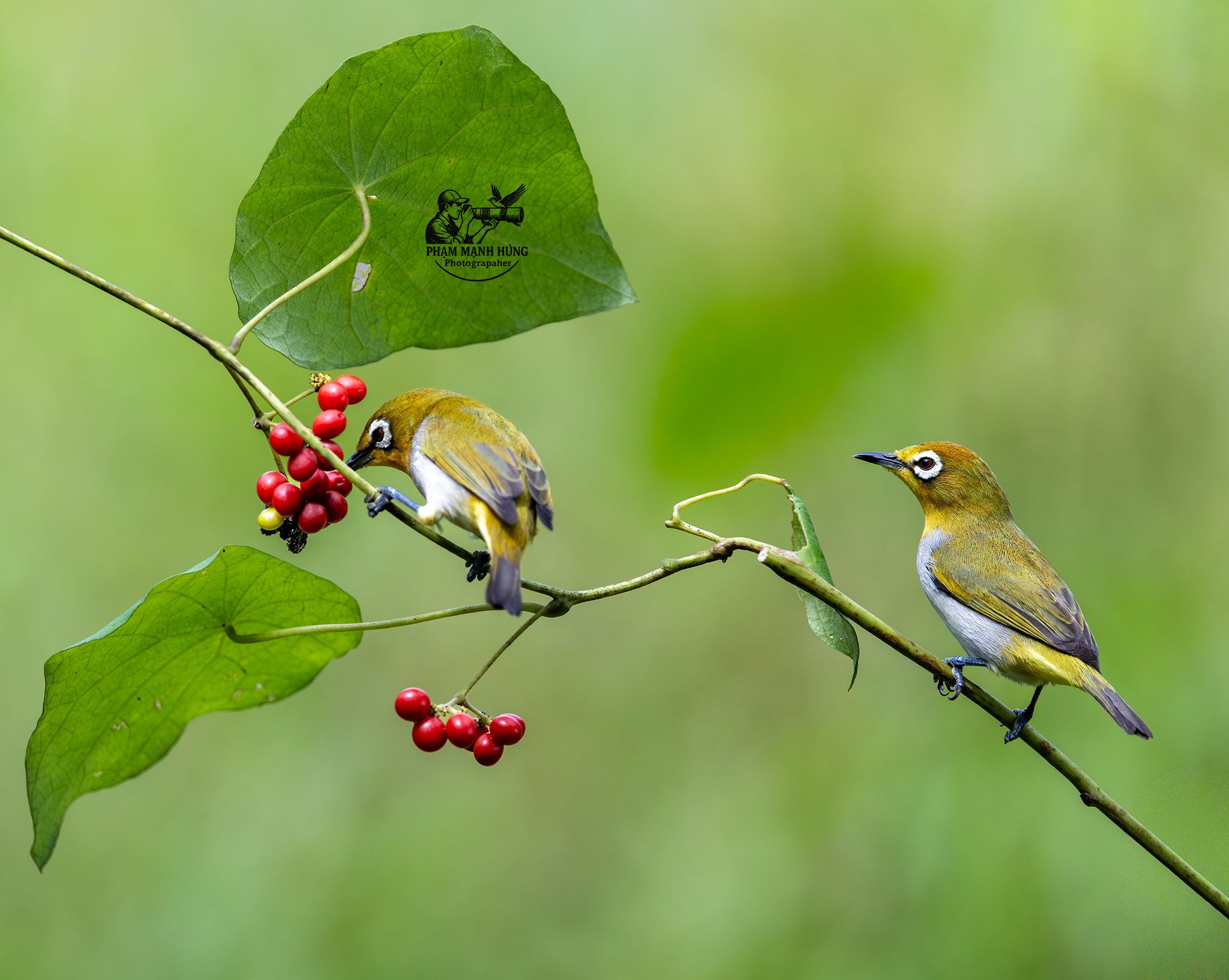 Khoảnh khắc hiếm: Bộ ảnh đ&ocirc;i chim v&agrave;nh khuy&ecirc;n quấn qu&yacute;t khiến người xem 'tan chảy' - Ảnh 3.