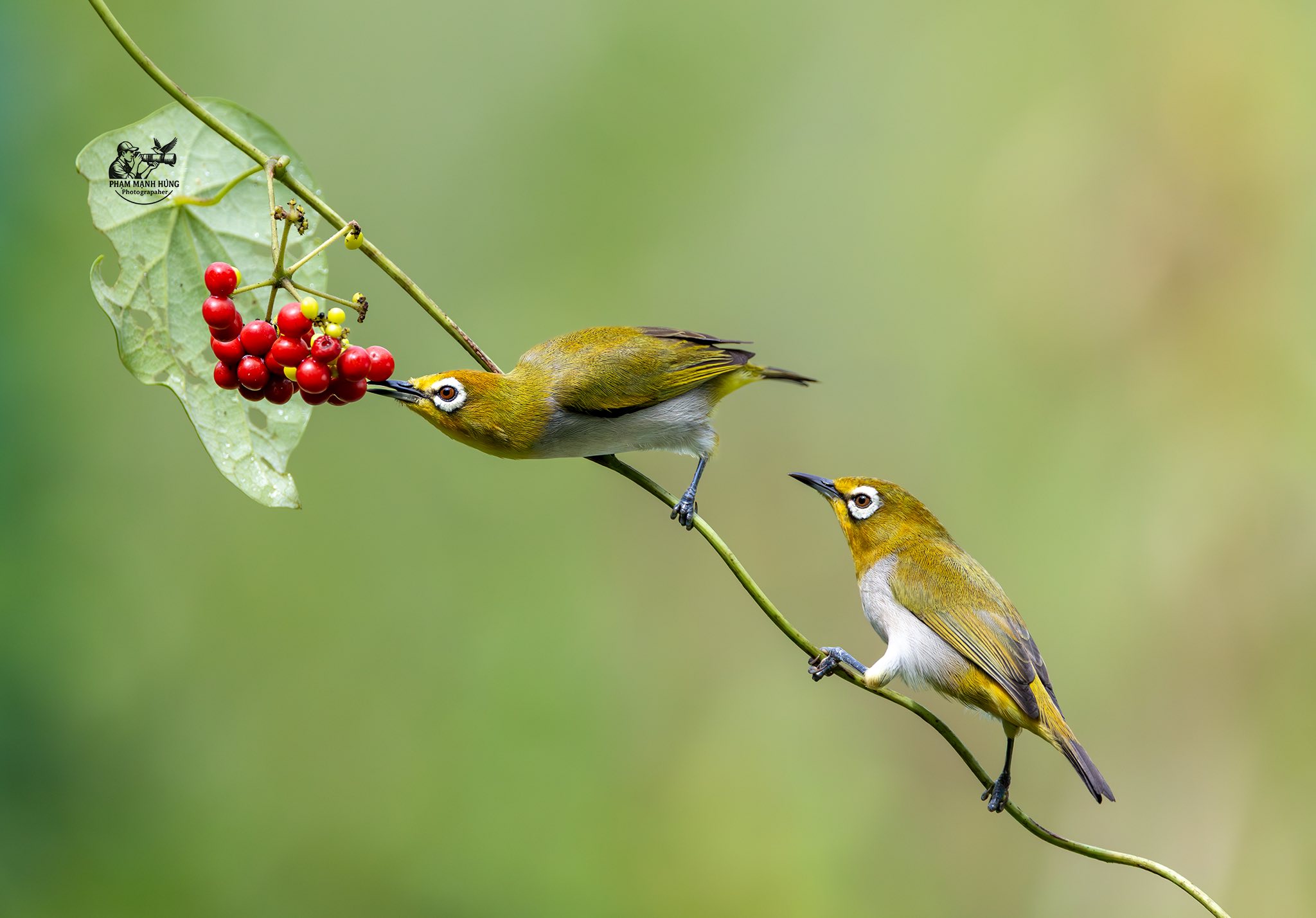 Khoảnh khắc hiếm: Bộ ảnh đ&ocirc;i chim v&agrave;nh khuy&ecirc;n quấn qu&yacute;t khiến người xem 'tan chảy' - Ảnh 4.