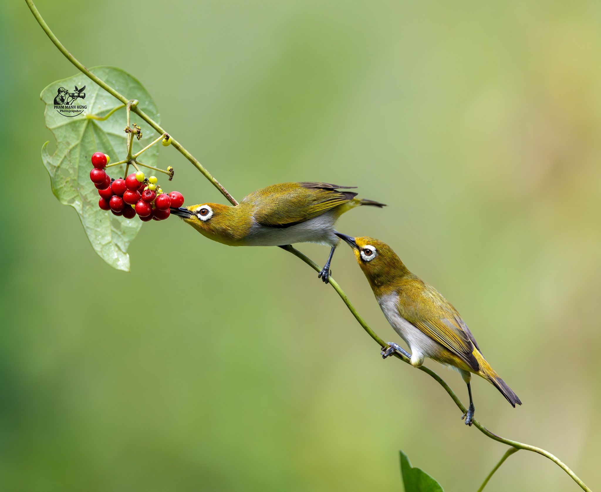 Khoảnh khắc hiếm: Bộ ảnh đ&ocirc;i chim v&agrave;nh khuy&ecirc;n quấn qu&yacute;t khiến người xem 'tan chảy' - Ảnh 2.
