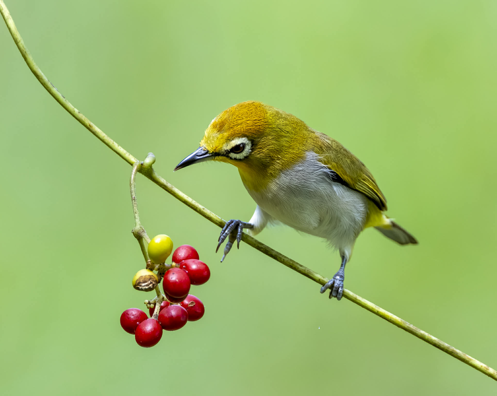 Khoảnh khắc hiếm: Bộ ảnh đ&ocirc;i chim v&agrave;nh khuy&ecirc;n quấn qu&yacute;t khiến người xem 'tan chảy' - Ảnh 7.